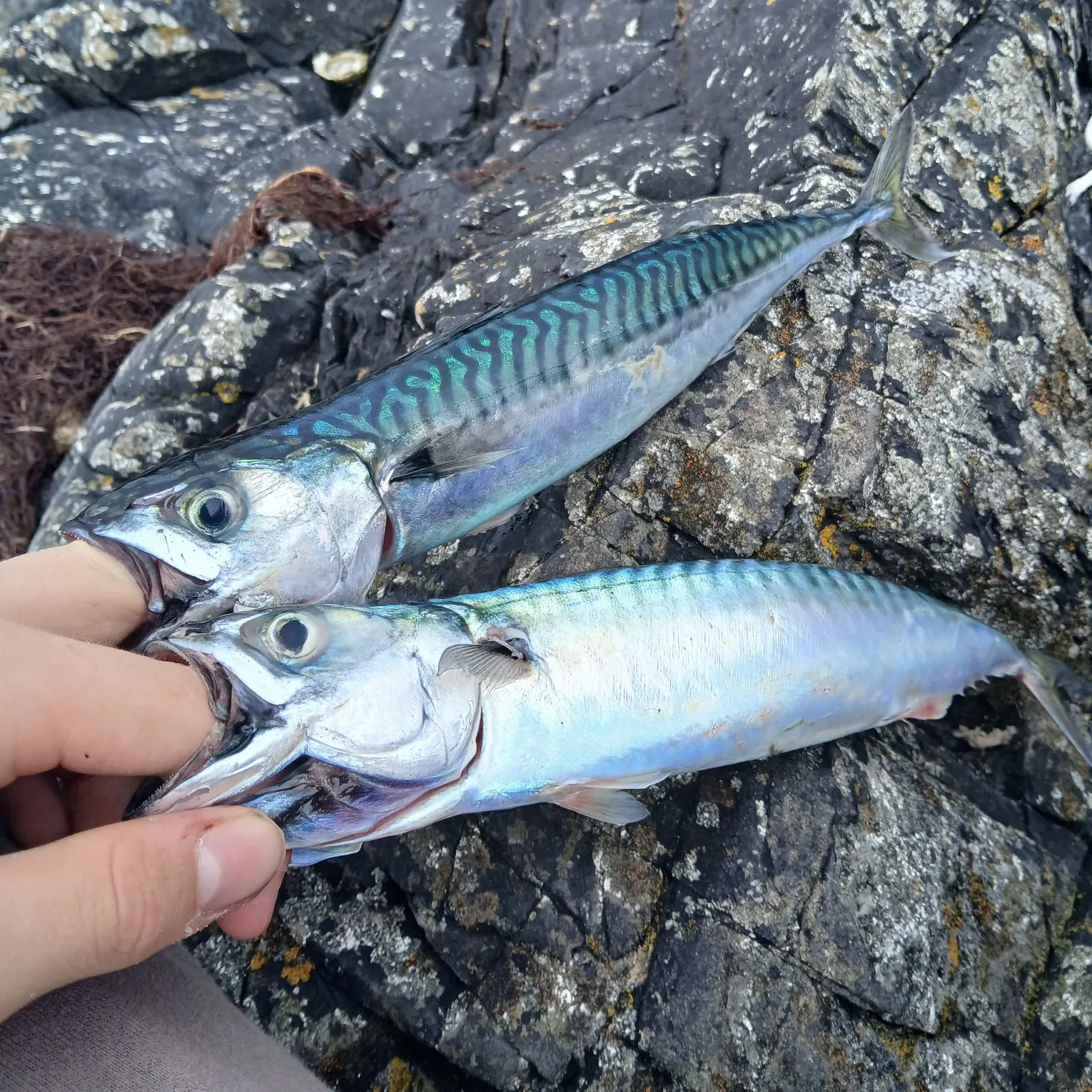 The most recent Atlantic mackerel catches on Fishbrain