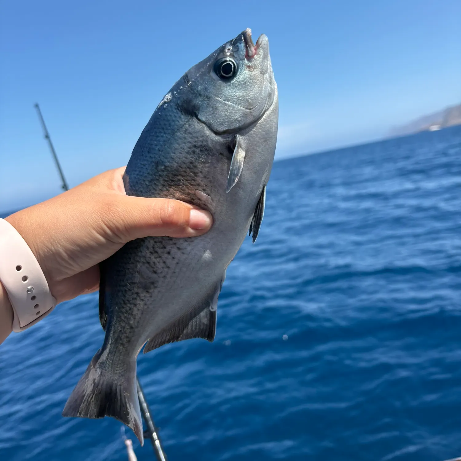 The most recent Halfmoon catches on Fishbrain
