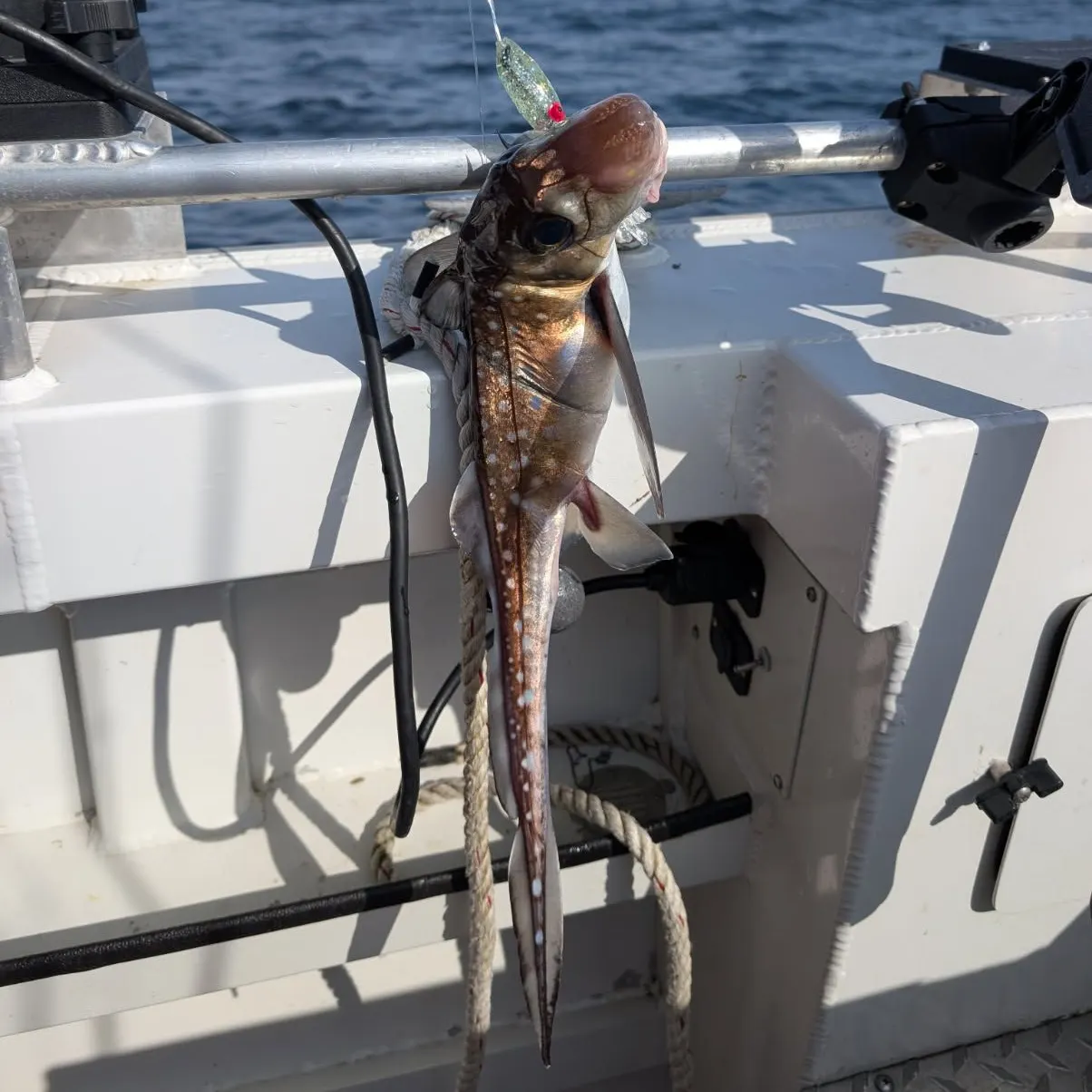 The most recent Ratfish catches on Fishbrain