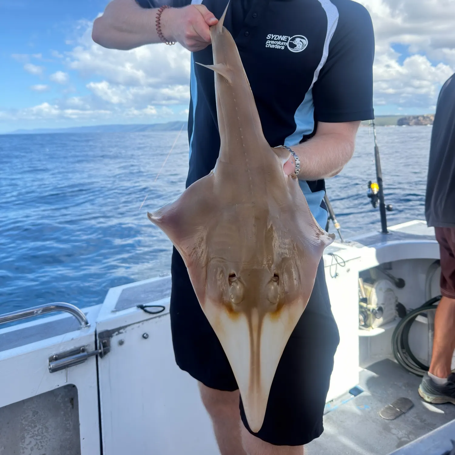 The most recent Pacific shovelnose guitarfish catches on Fishbrain