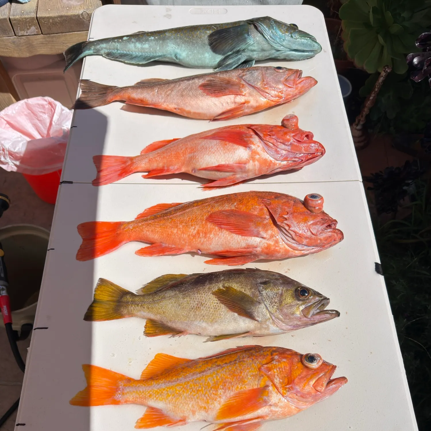 The most recent Olive rockfish catches on Fishbrain
