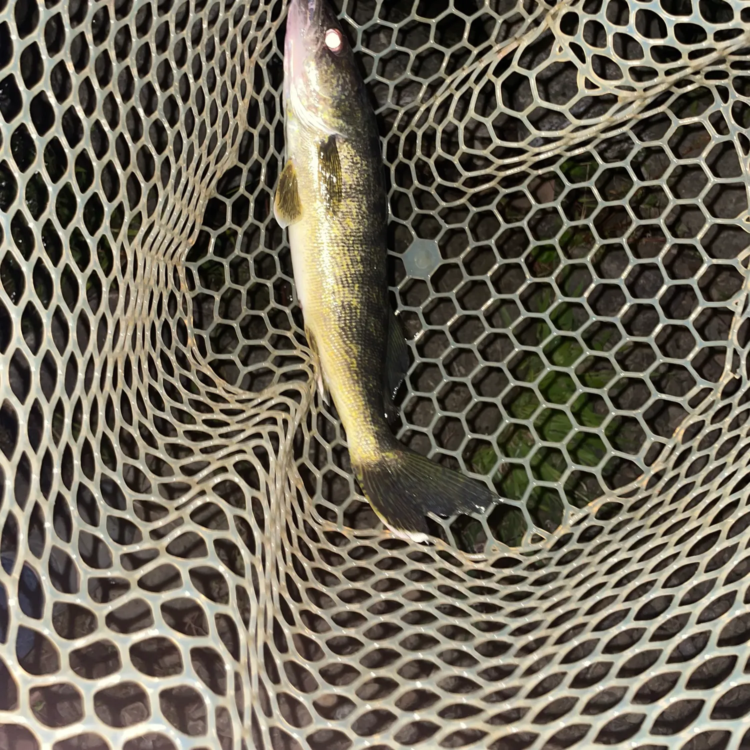 Walleye caught on Fishbrain