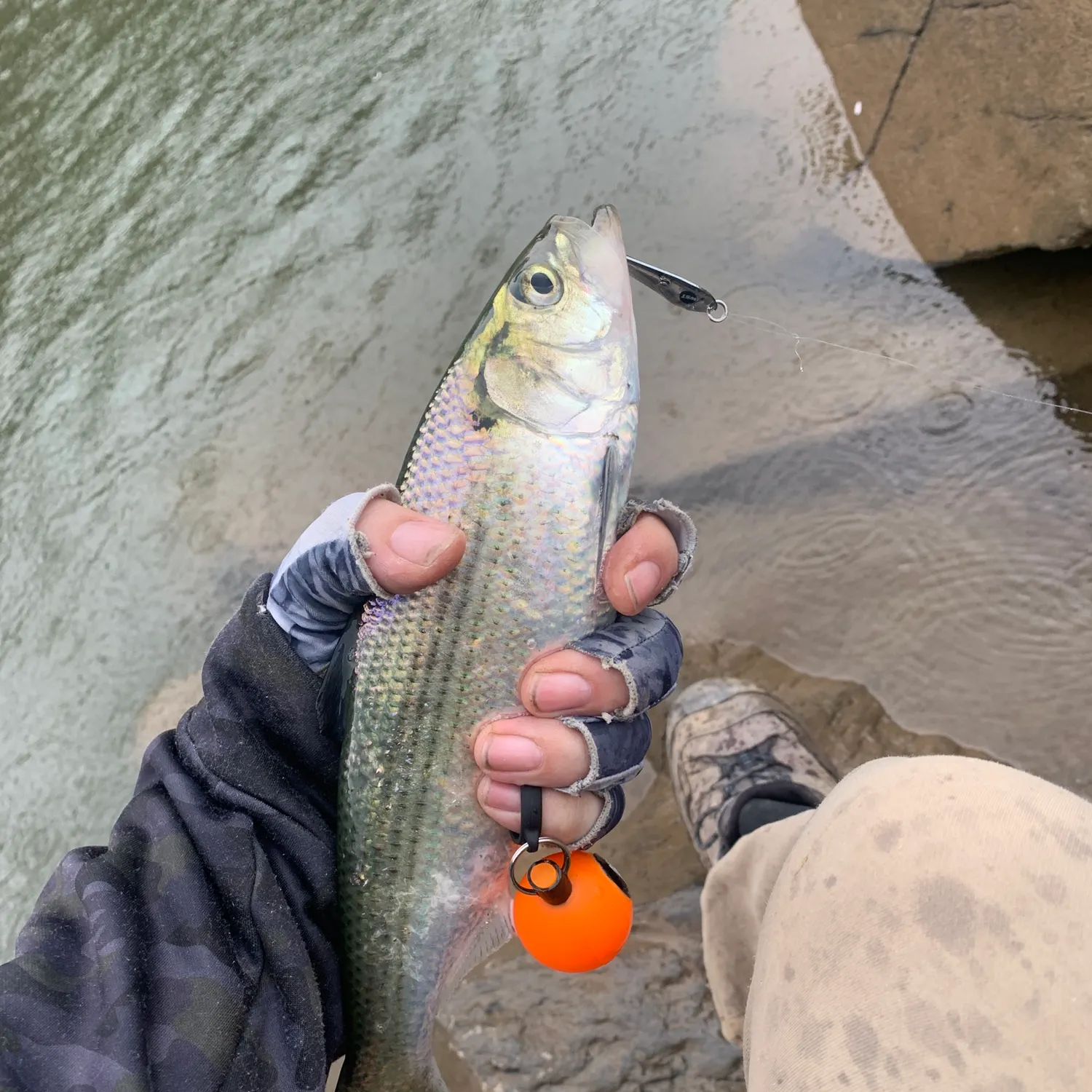 The most recent American shad catches on Fishbrain
