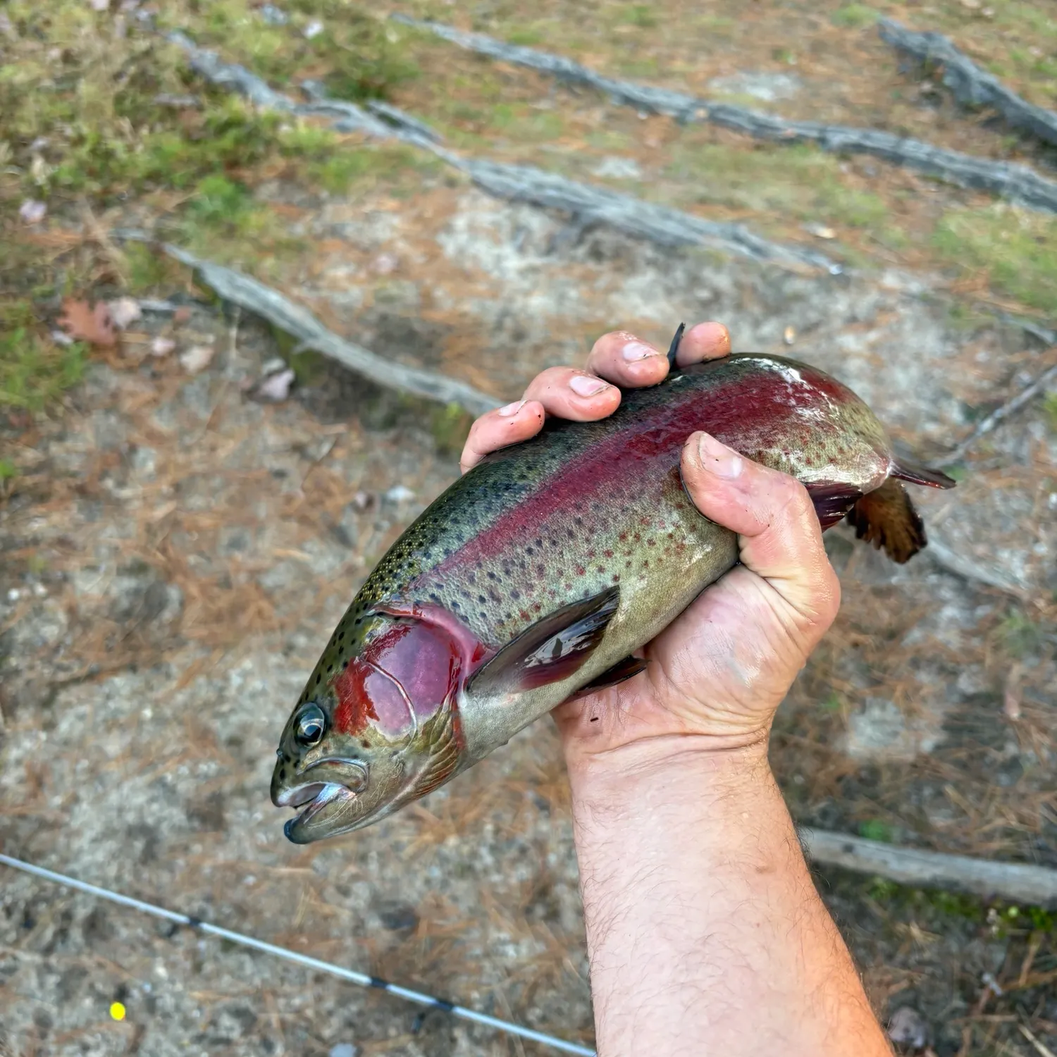 Rainbow trout caught on Fishbrain