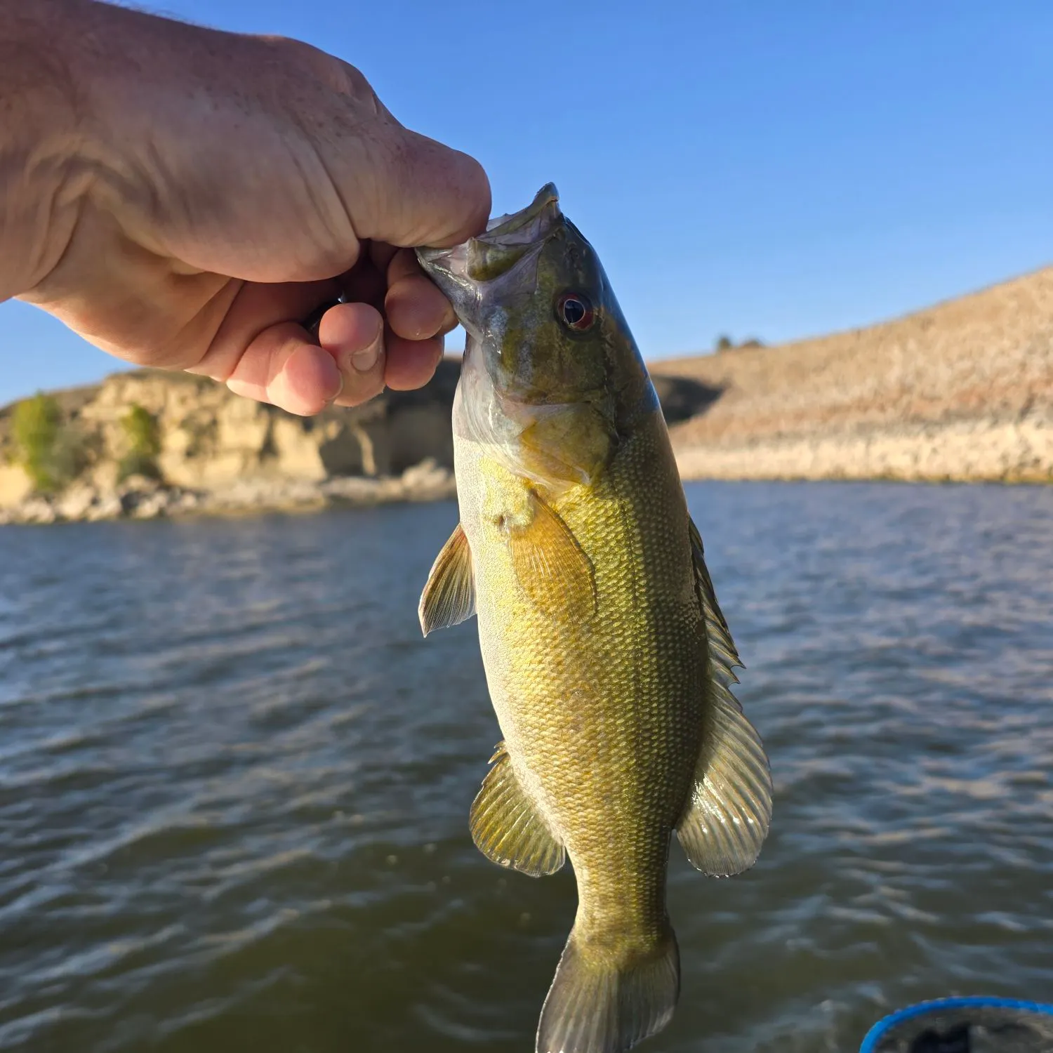 Smallmouth bass caught on Fishbrain