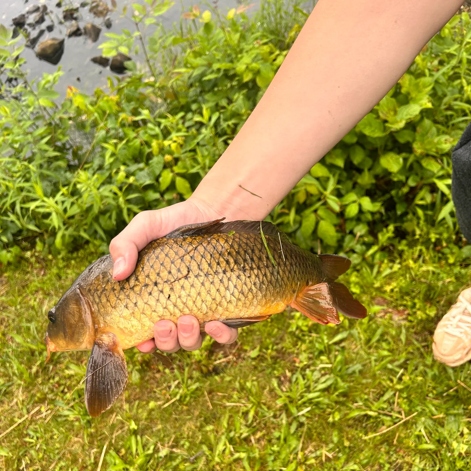 Common carp caught on Fishbrain