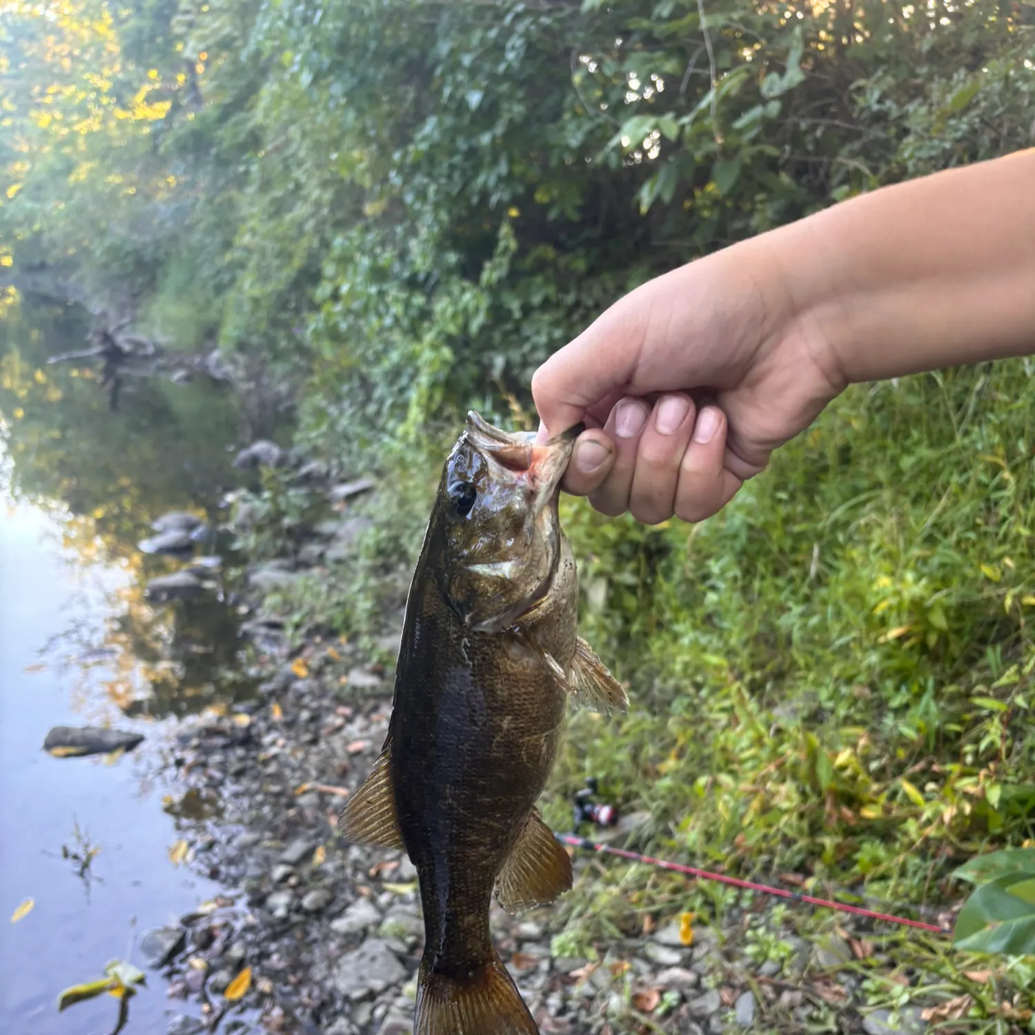 Smallmouth bass caught on Fishbrain