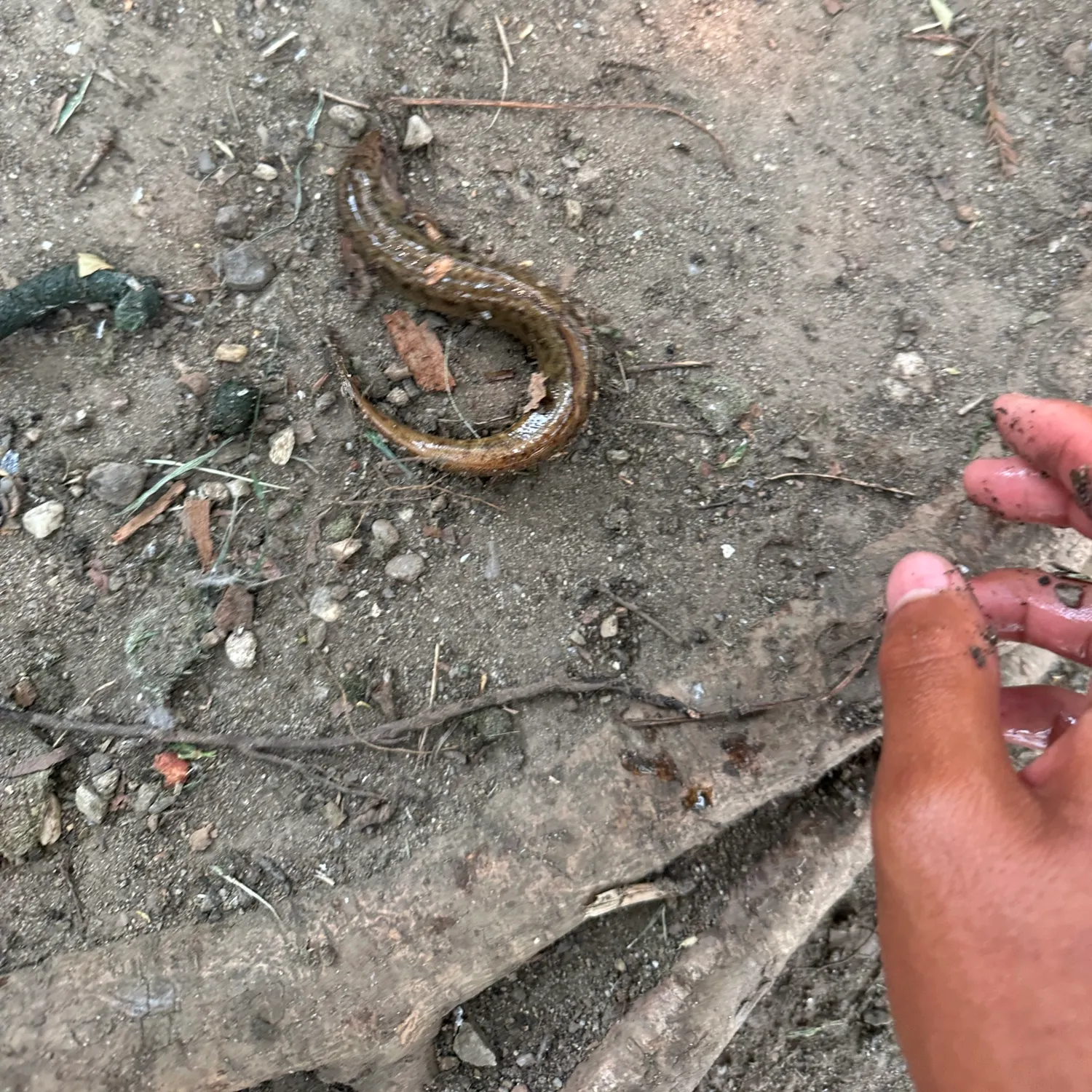 The most recent Weatherloach catches on Fishbrain