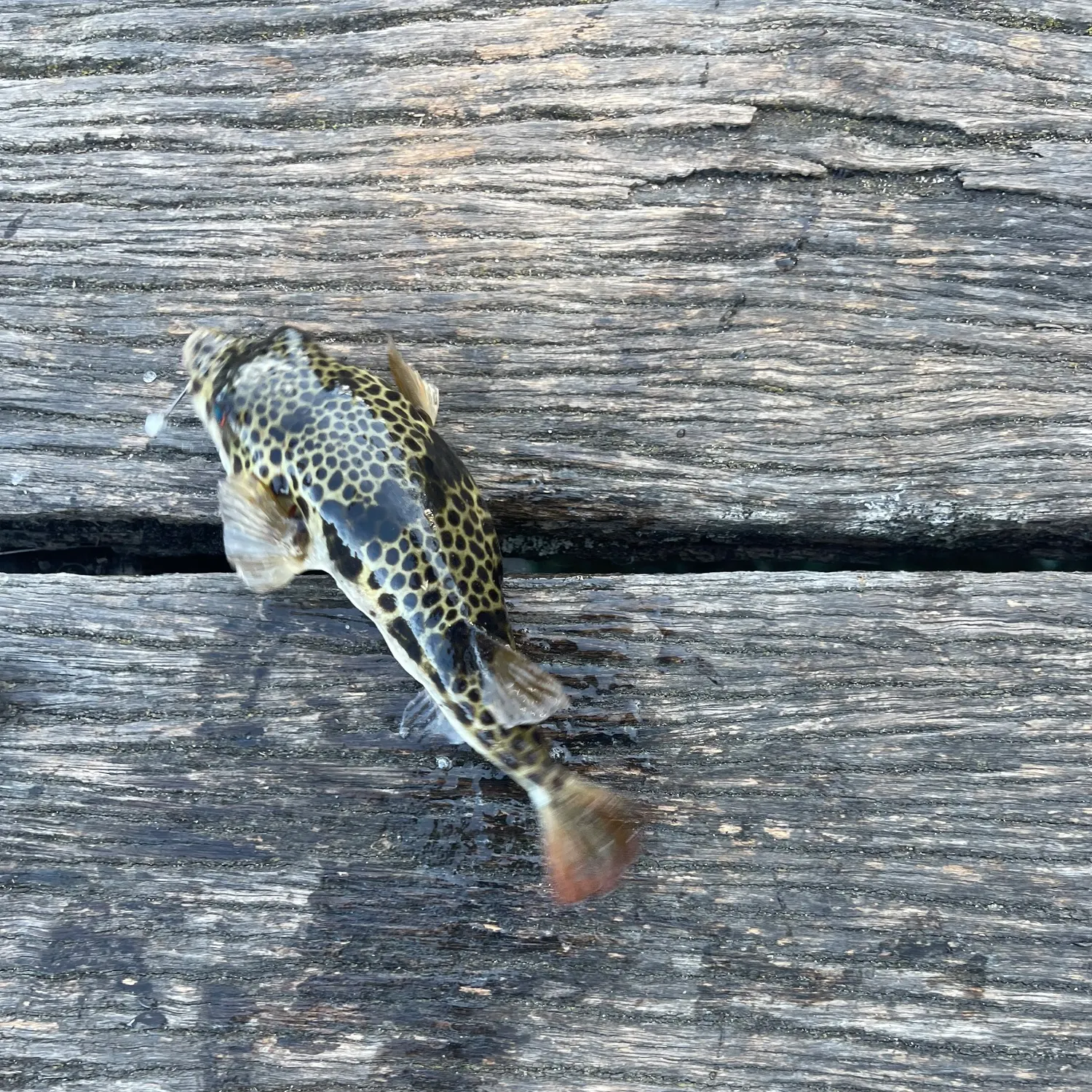 Riche's toadfish caught on Fishbrain