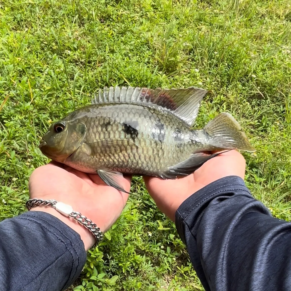 The most recent Spotted tilapia catches on Fishbrain