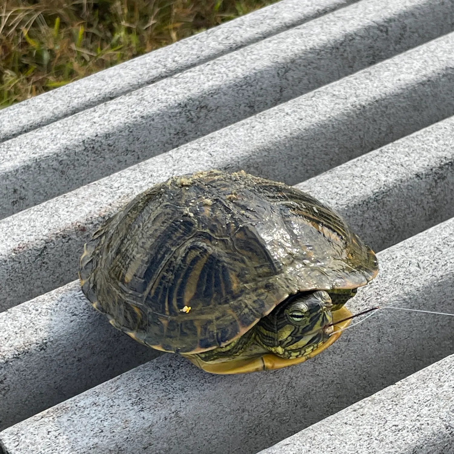 Pond slider turtle caught on Fishbrain