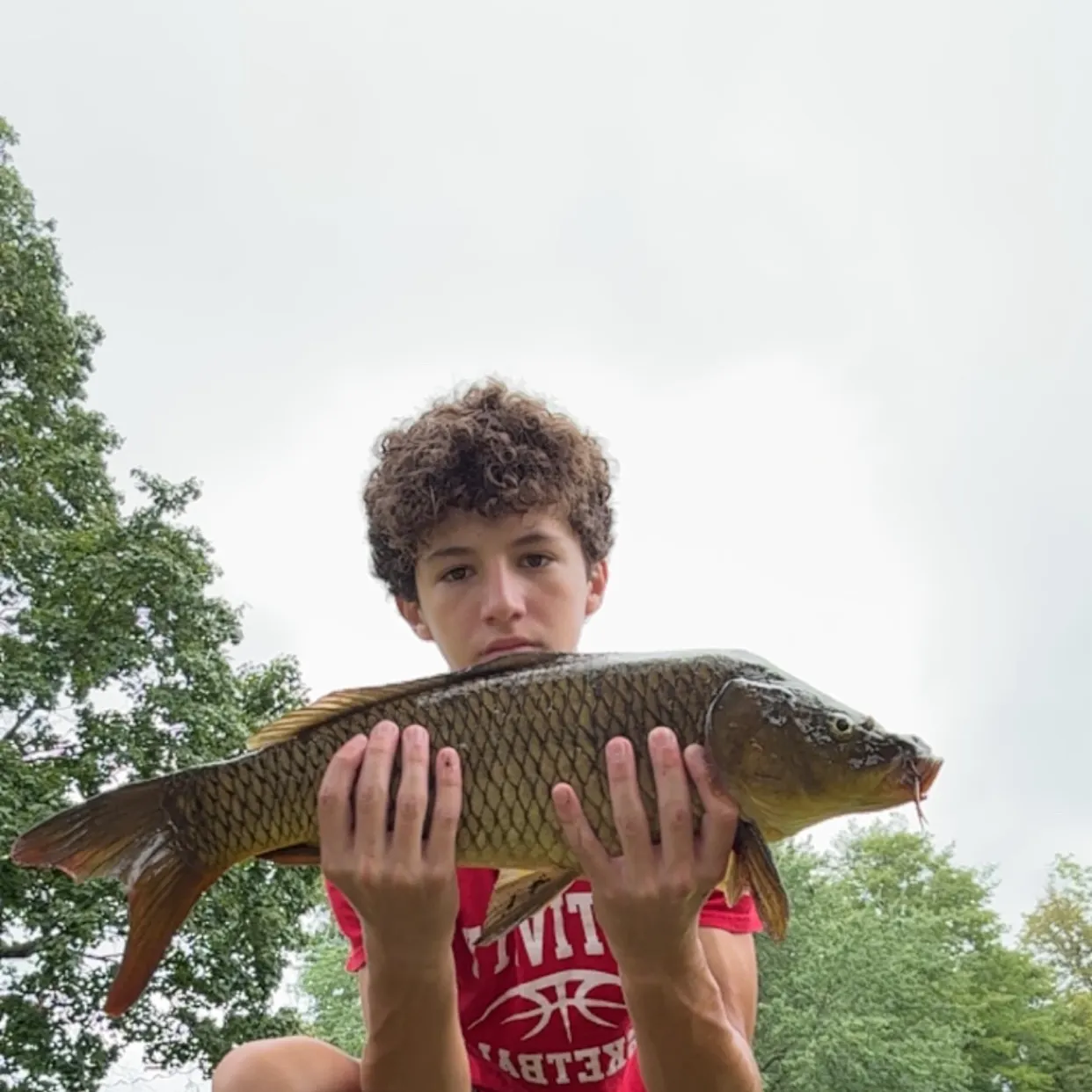 Common carp caught on Fishbrain