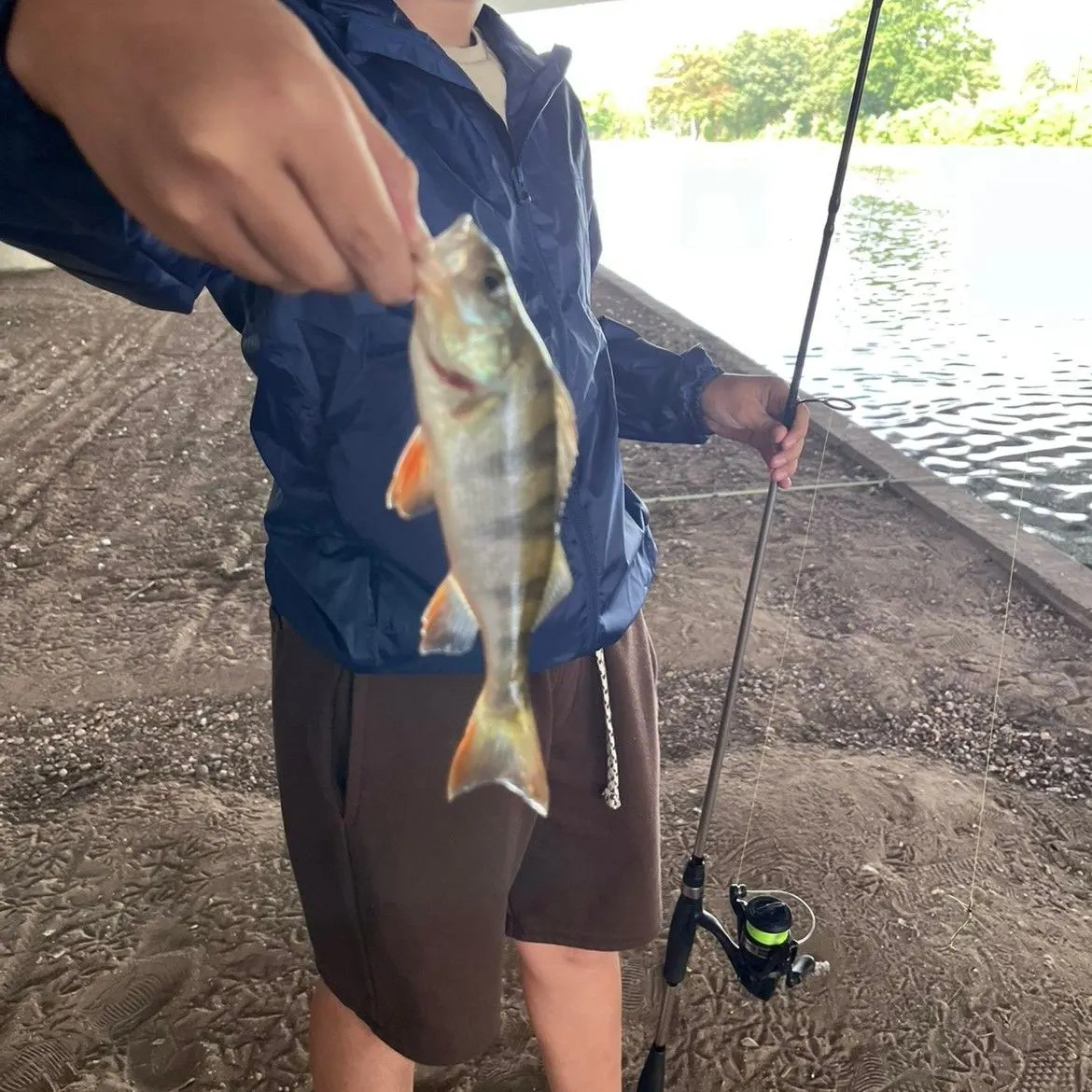 European perch caught on Fishbrain
