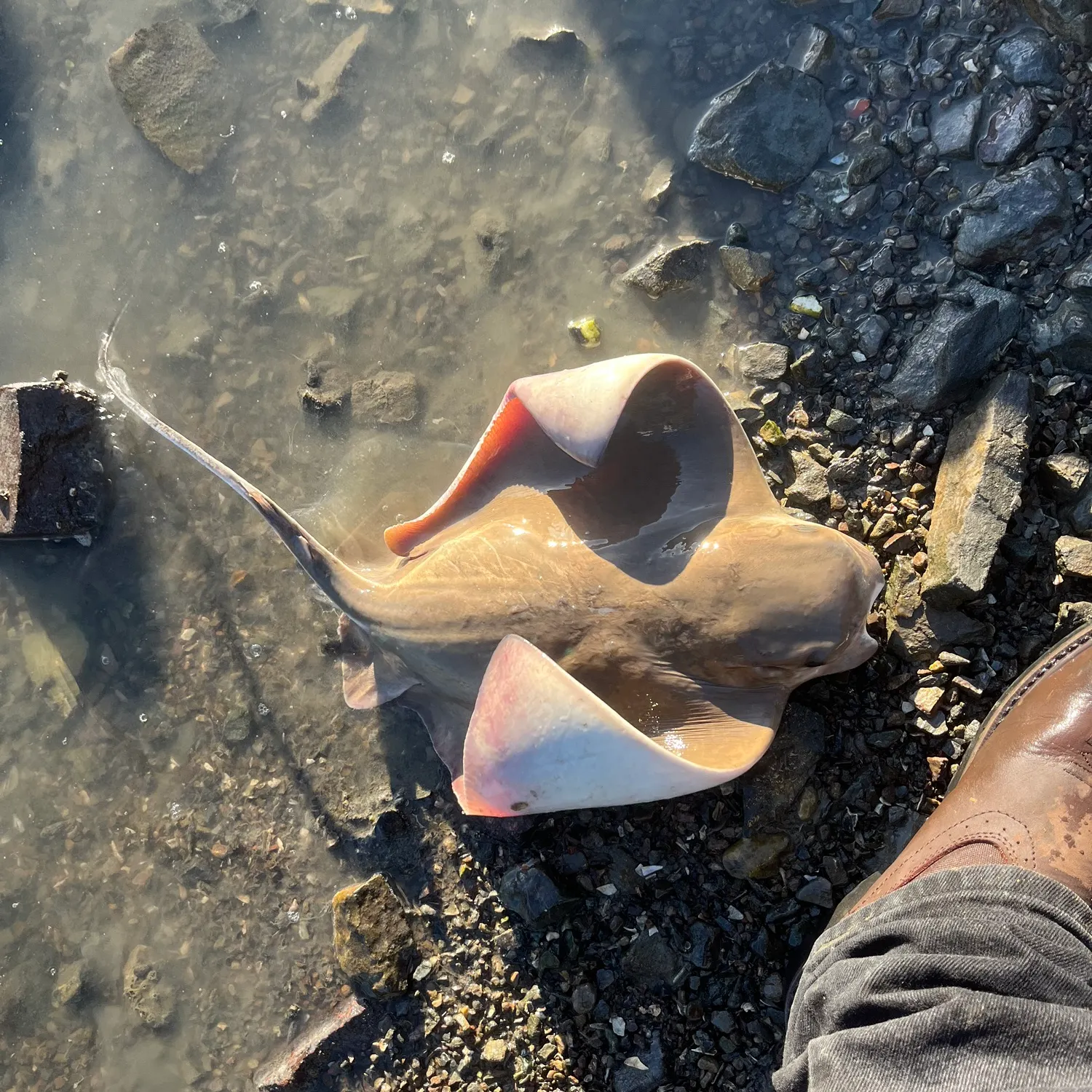 Bat eagle ray caught on Fishbrain