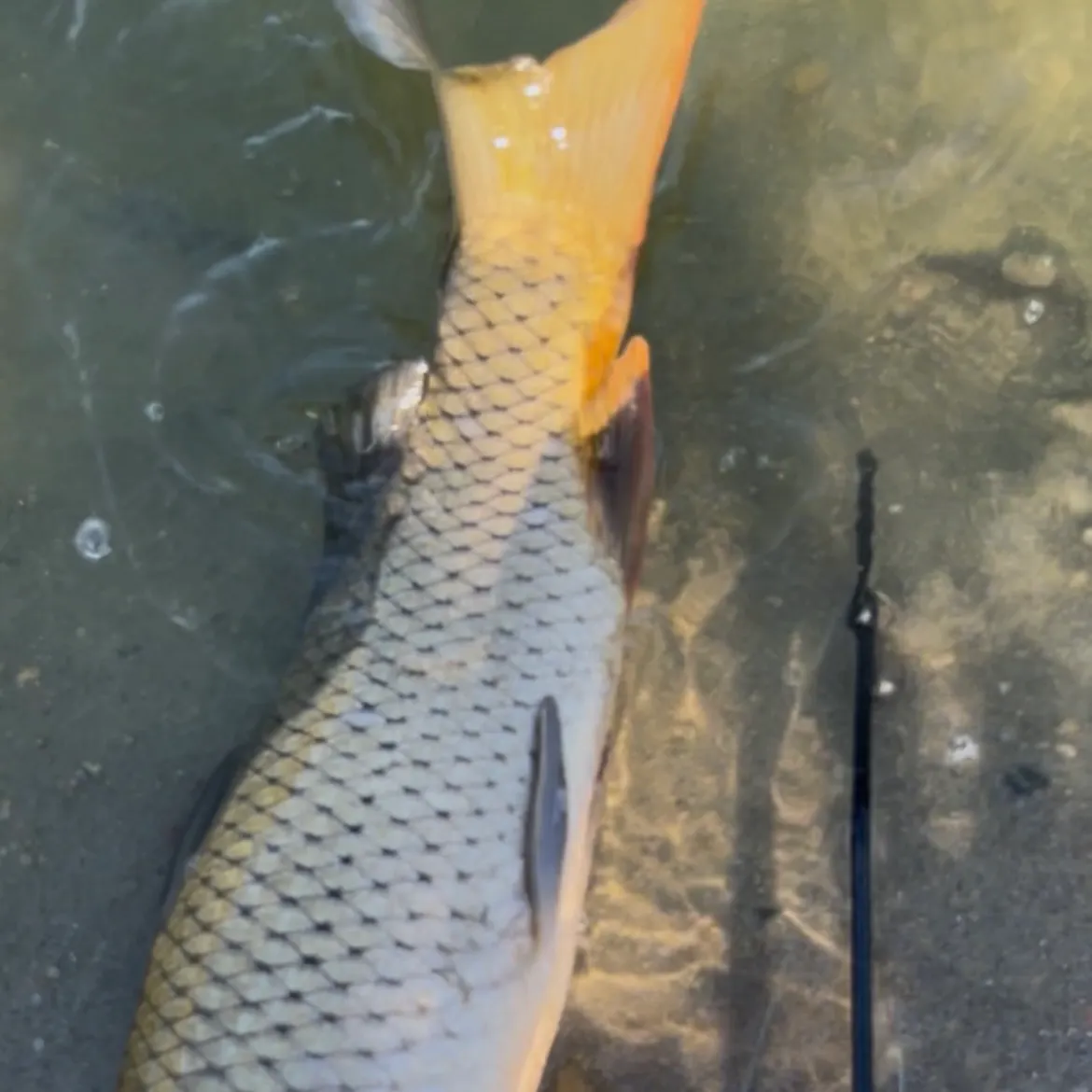 Common carp caught on Fishbrain