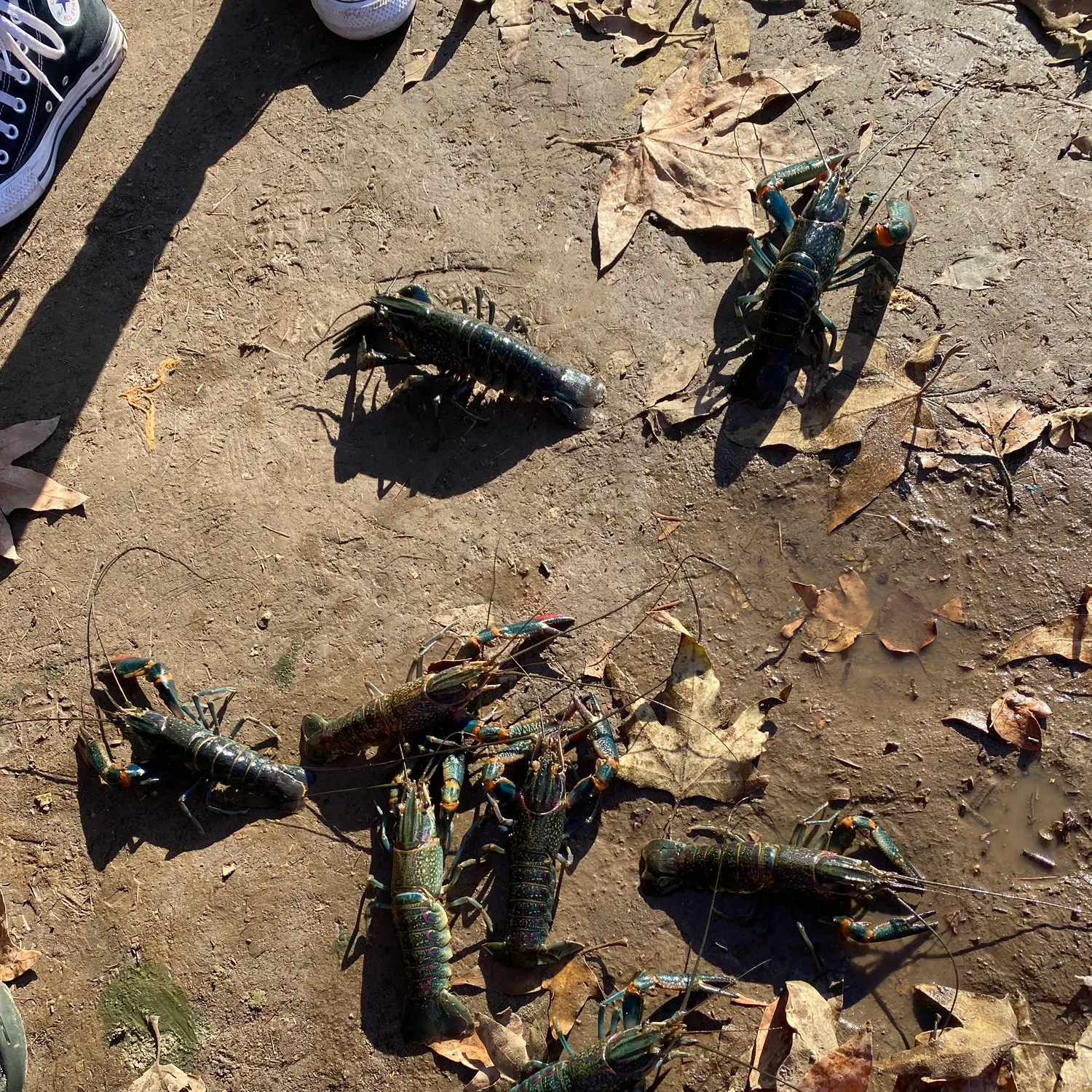 The most recent American lobster catches on Fishbrain