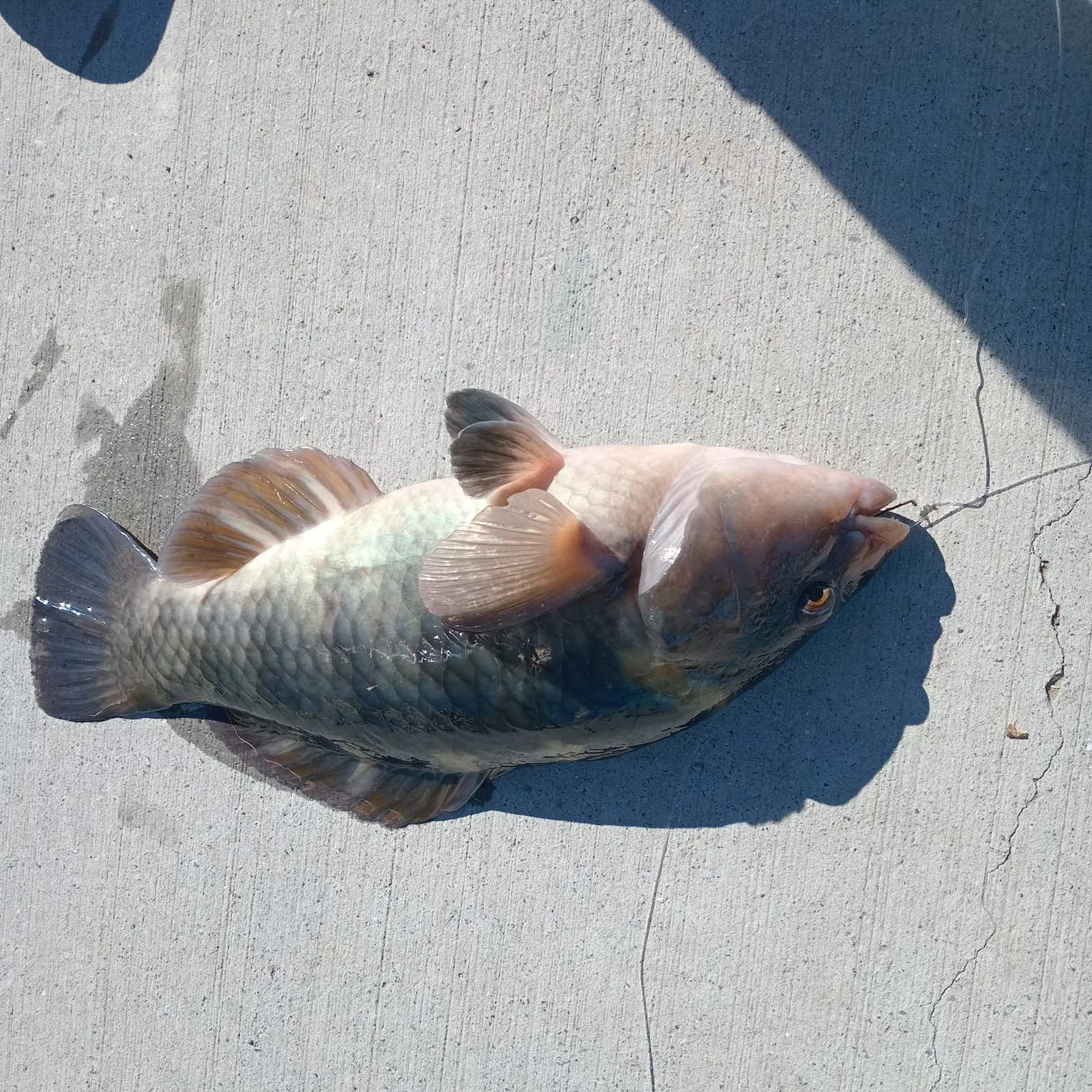 The most recent Spotty wrasse catches on Fishbrain