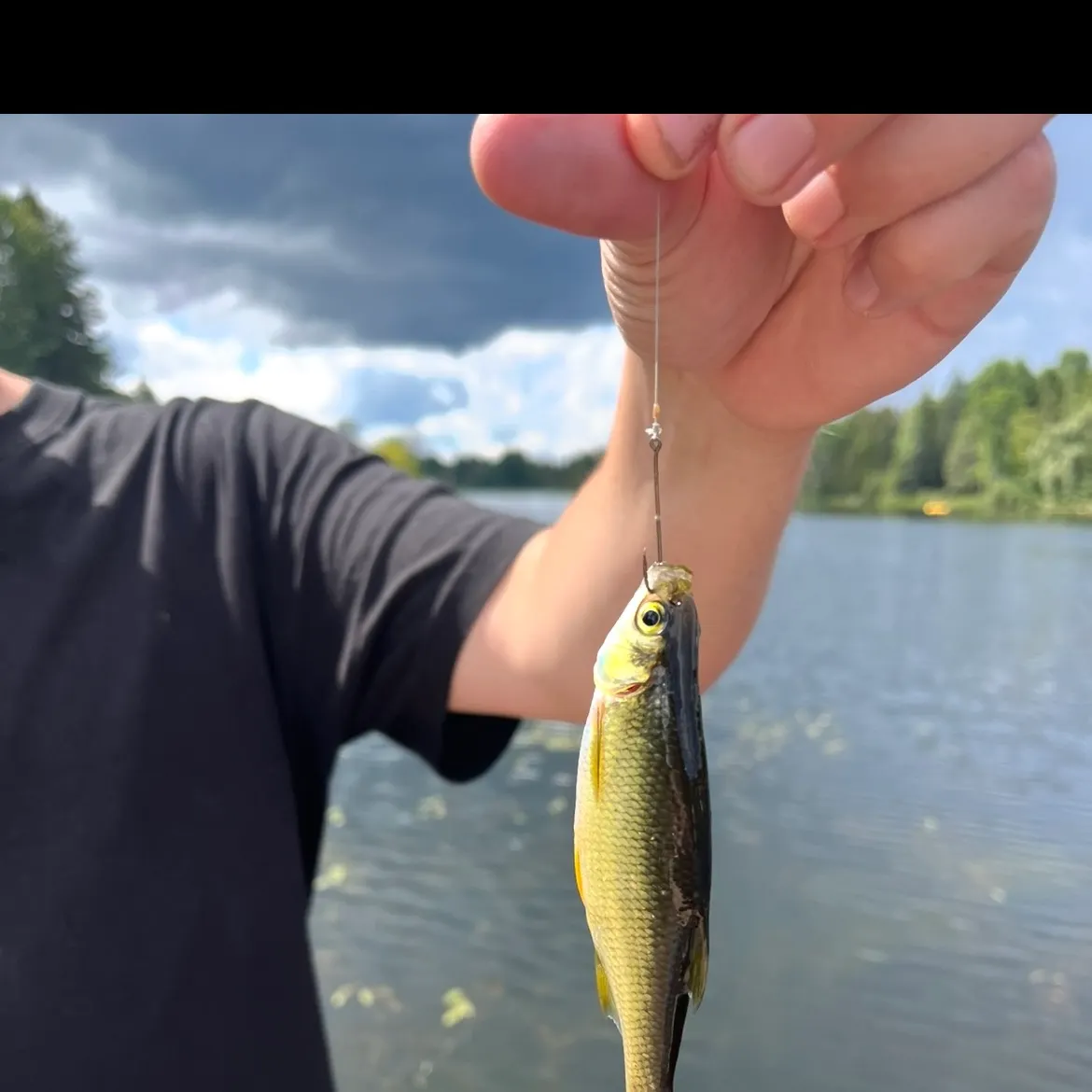 Golden shiner caught on Fishbrain