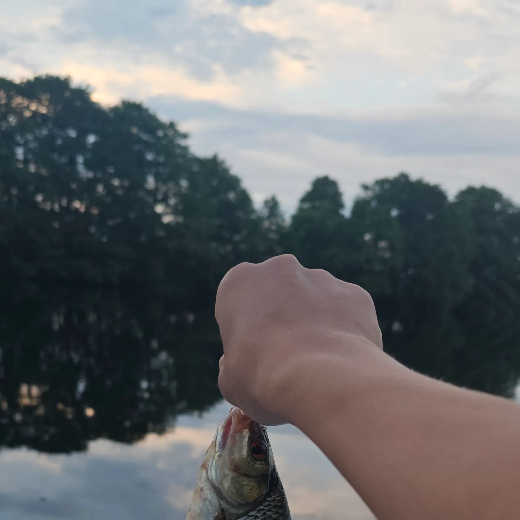 Common roach caught on Fishbrain
