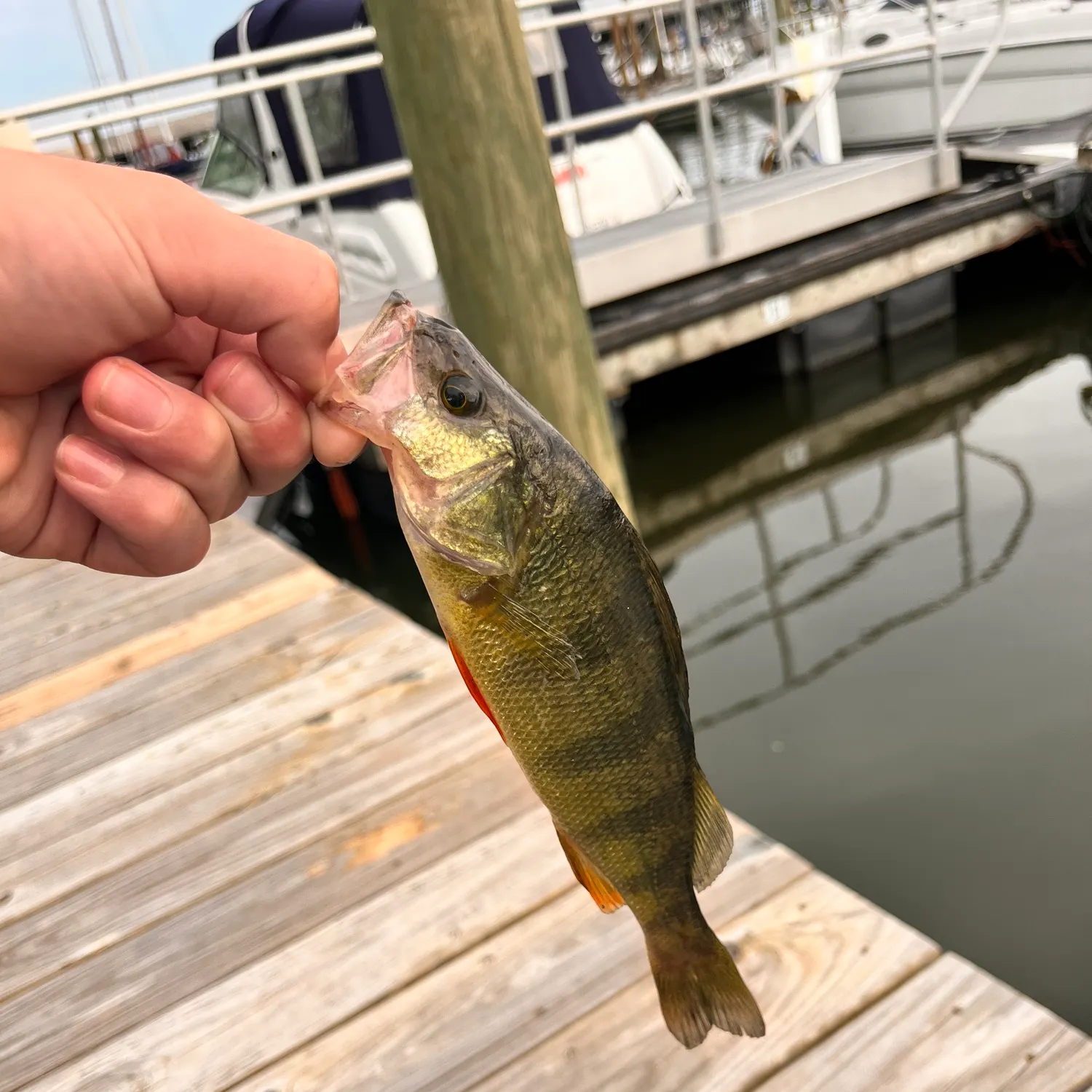 catch