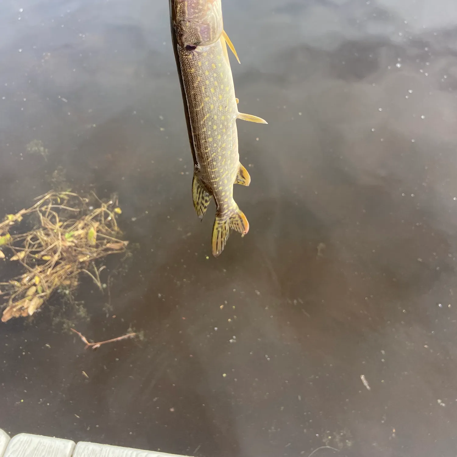 Northern pike caught on Fishbrain