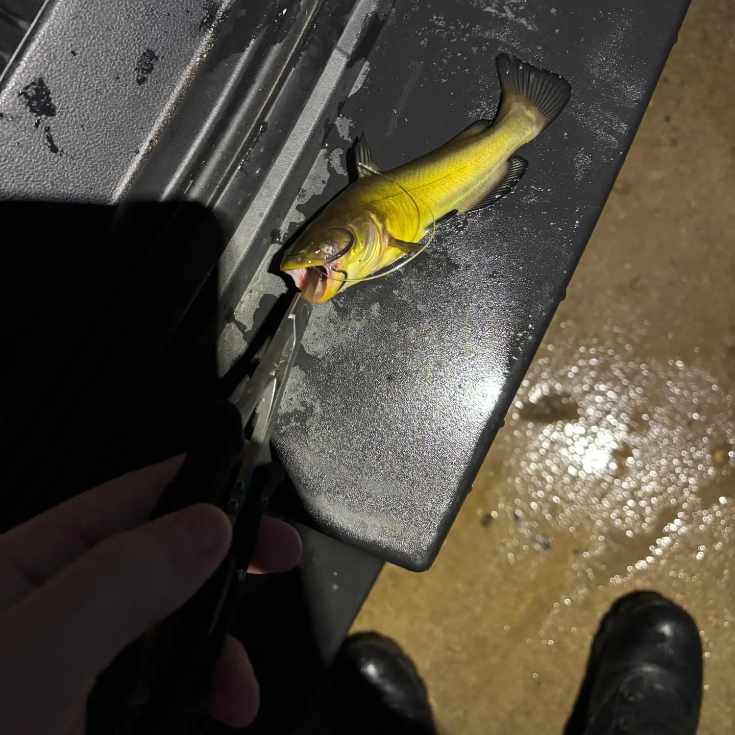 Yellow bullhead caught on Fishbrain