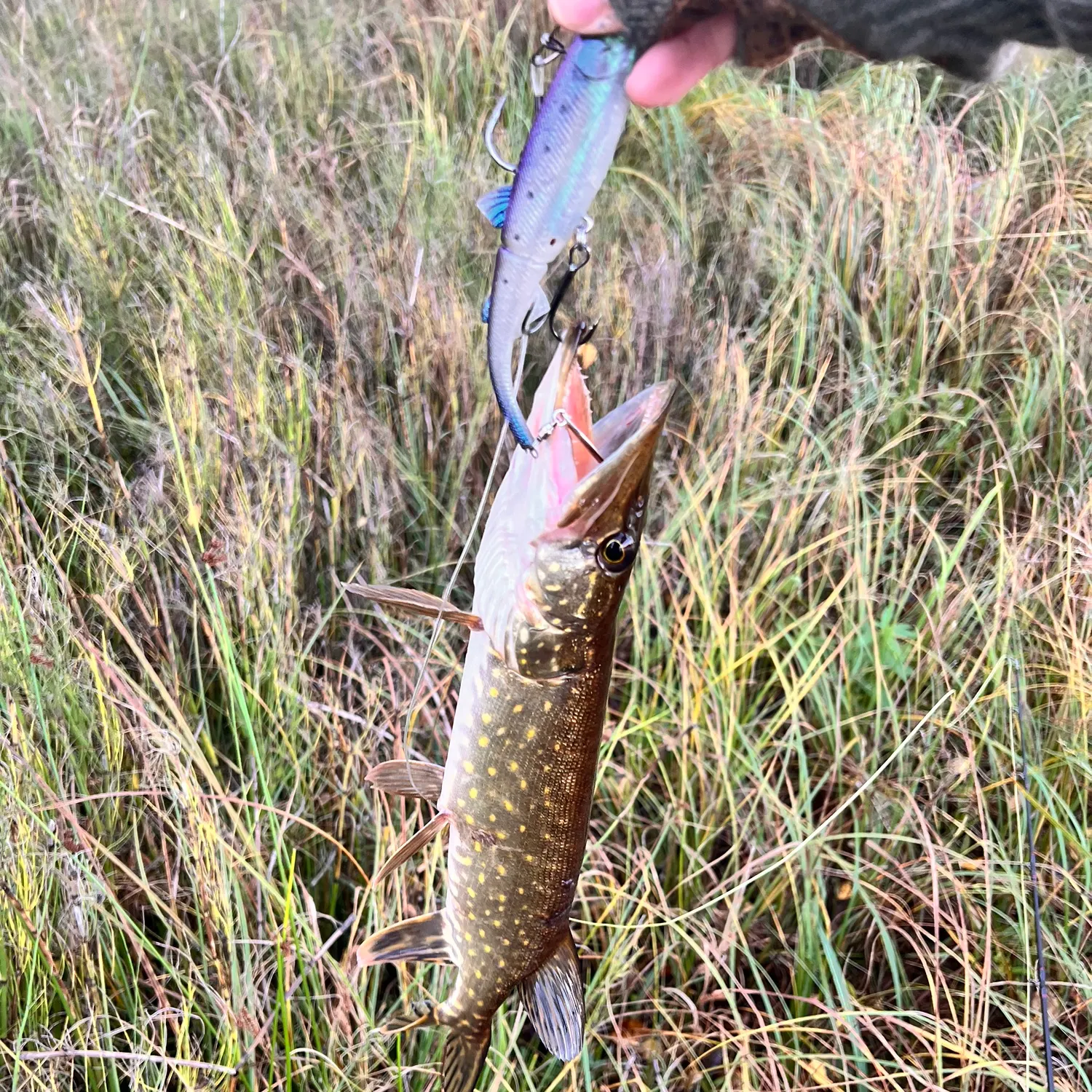 Northern pike caught on Fishbrain