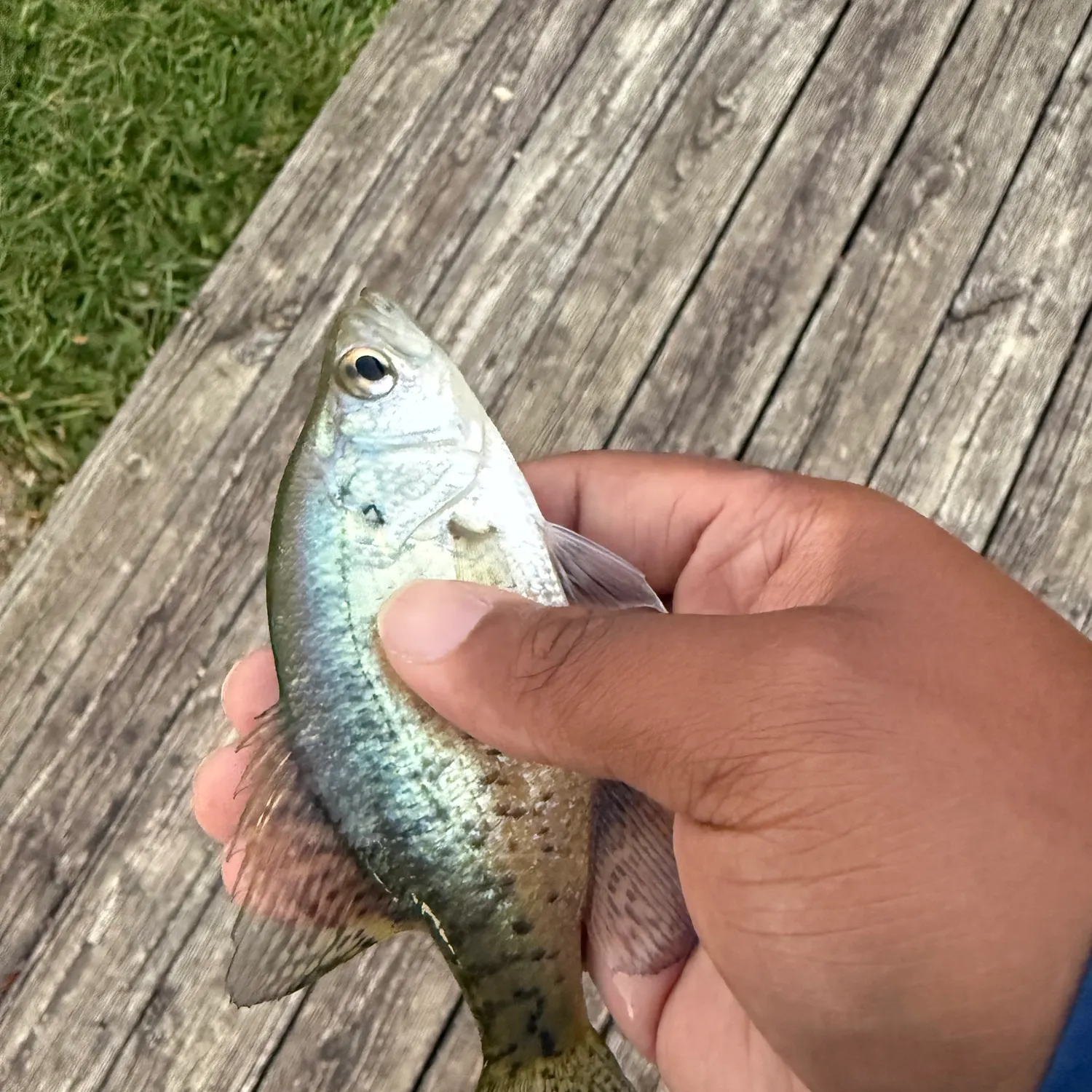 White crappie caught on Fishbrain