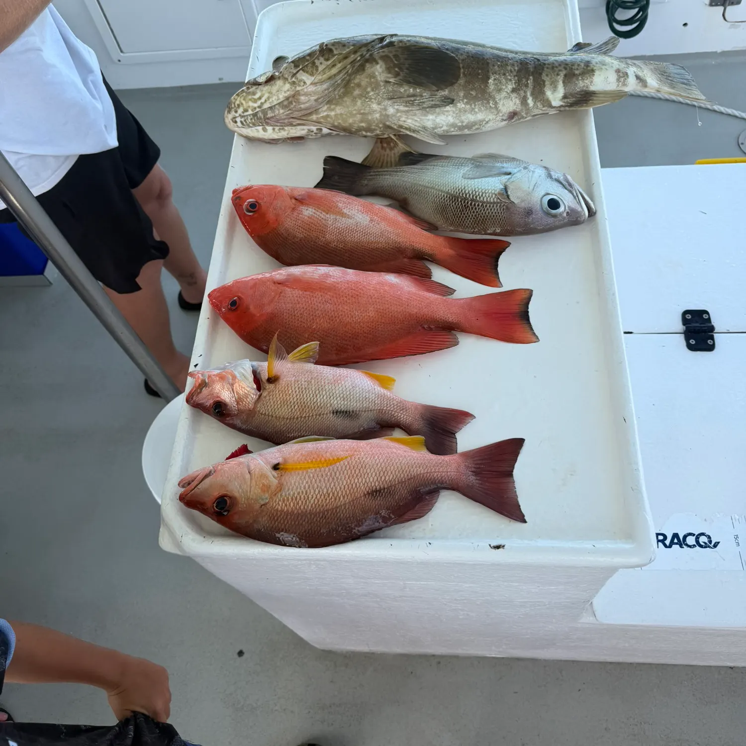 The most recent Malabar grouper catches on Fishbrain