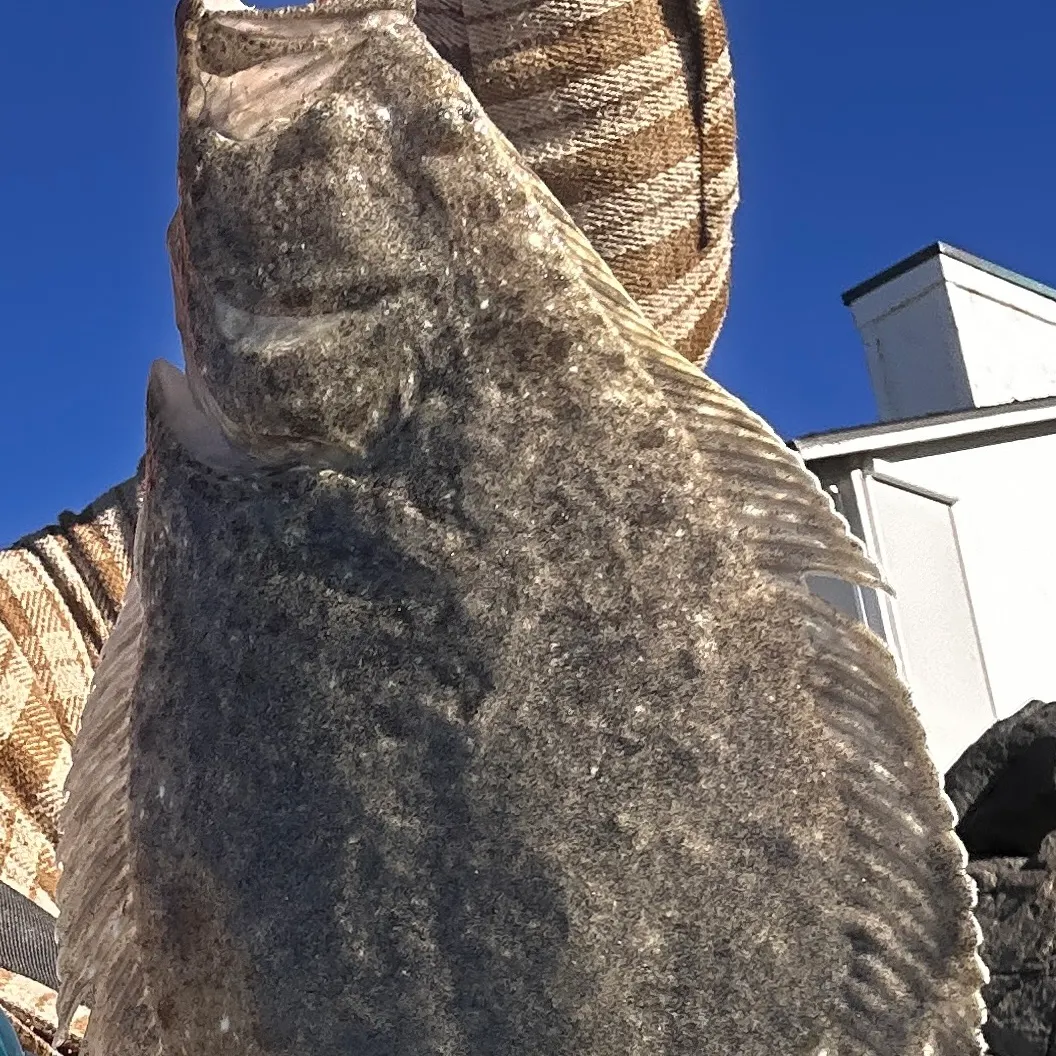 The most recent California halibut catches on Fishbrain