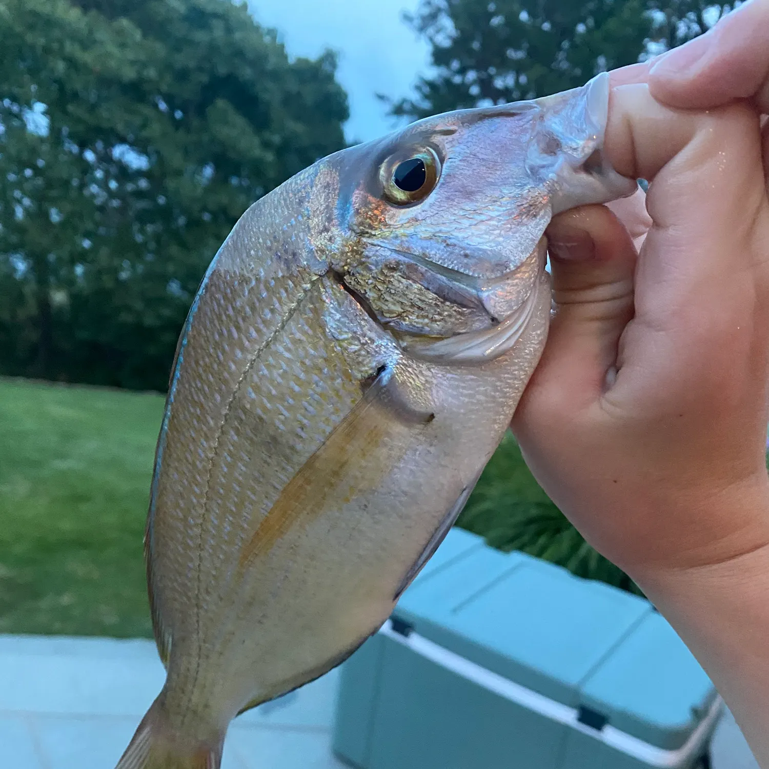 catch