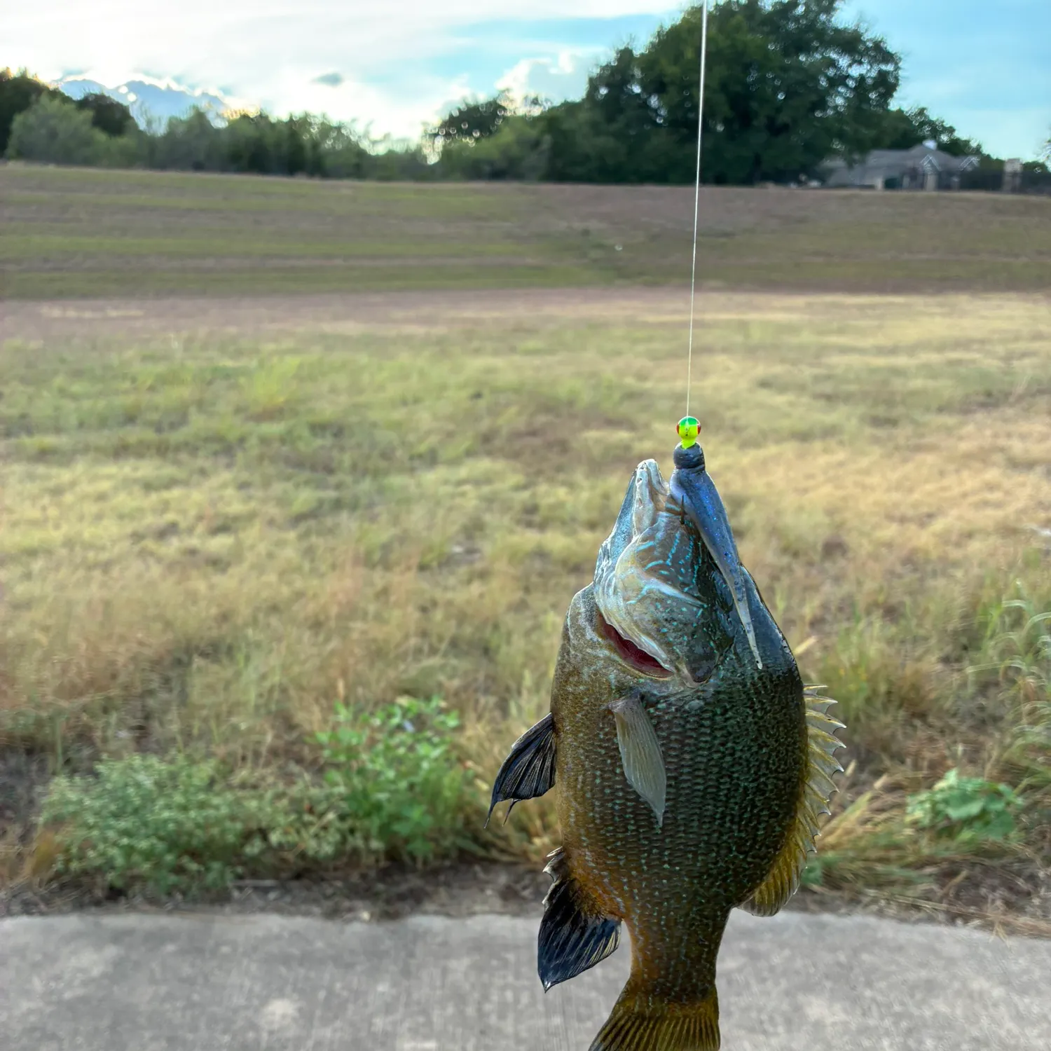 Green sunfish caught on Fishbrain