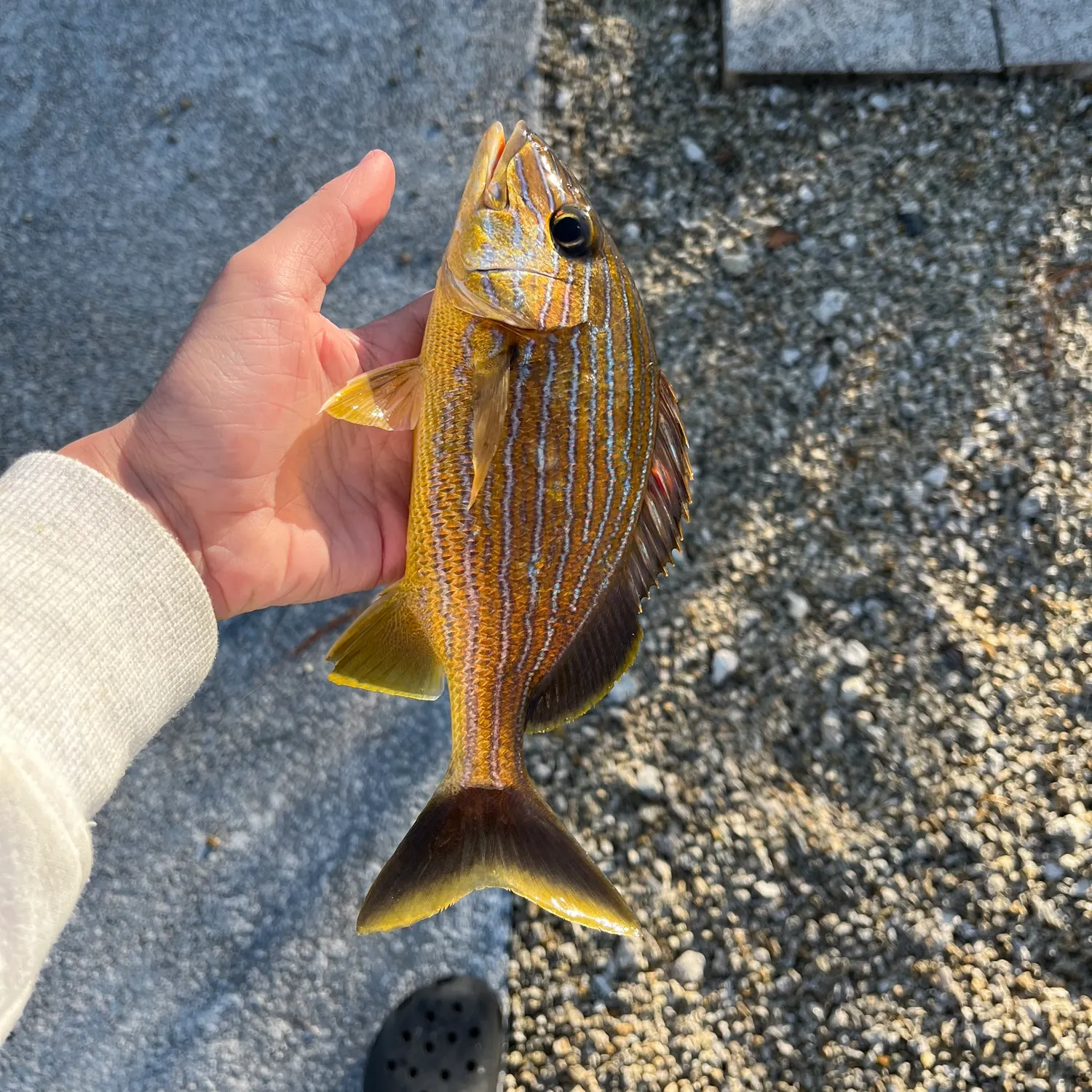 The most recent Bluestriped grunt catches on Fishbrain