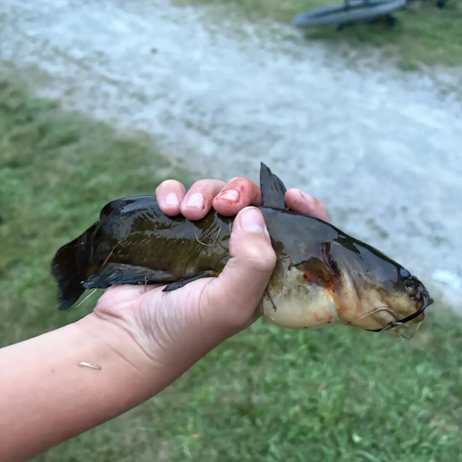 Yellow bullhead caught on Fishbrain