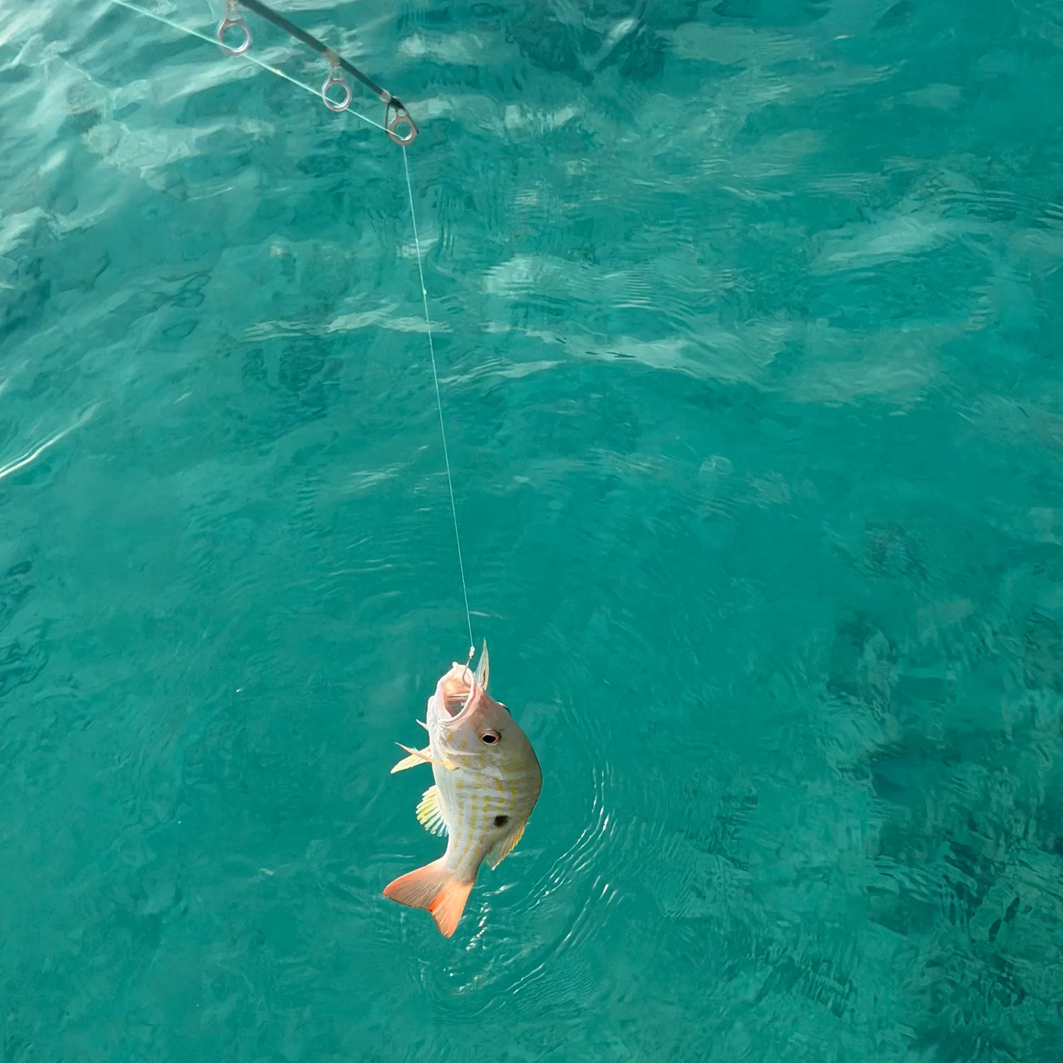 The most recent Lane snapper catches on Fishbrain