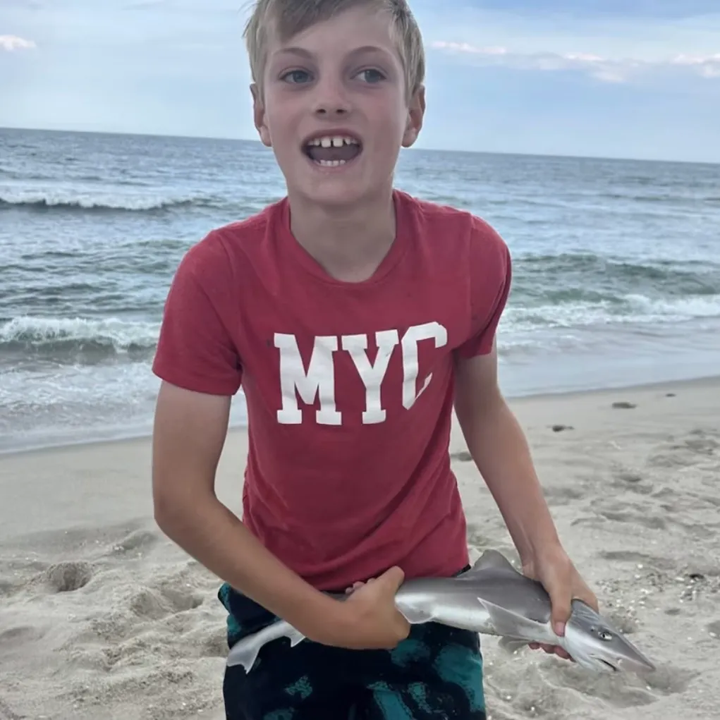 The most recent Piked dogfish catches on Fishbrain