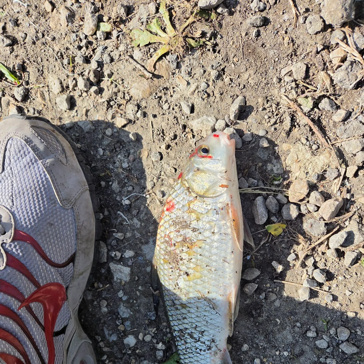The most recent River carpsucker catches on Fishbrain
