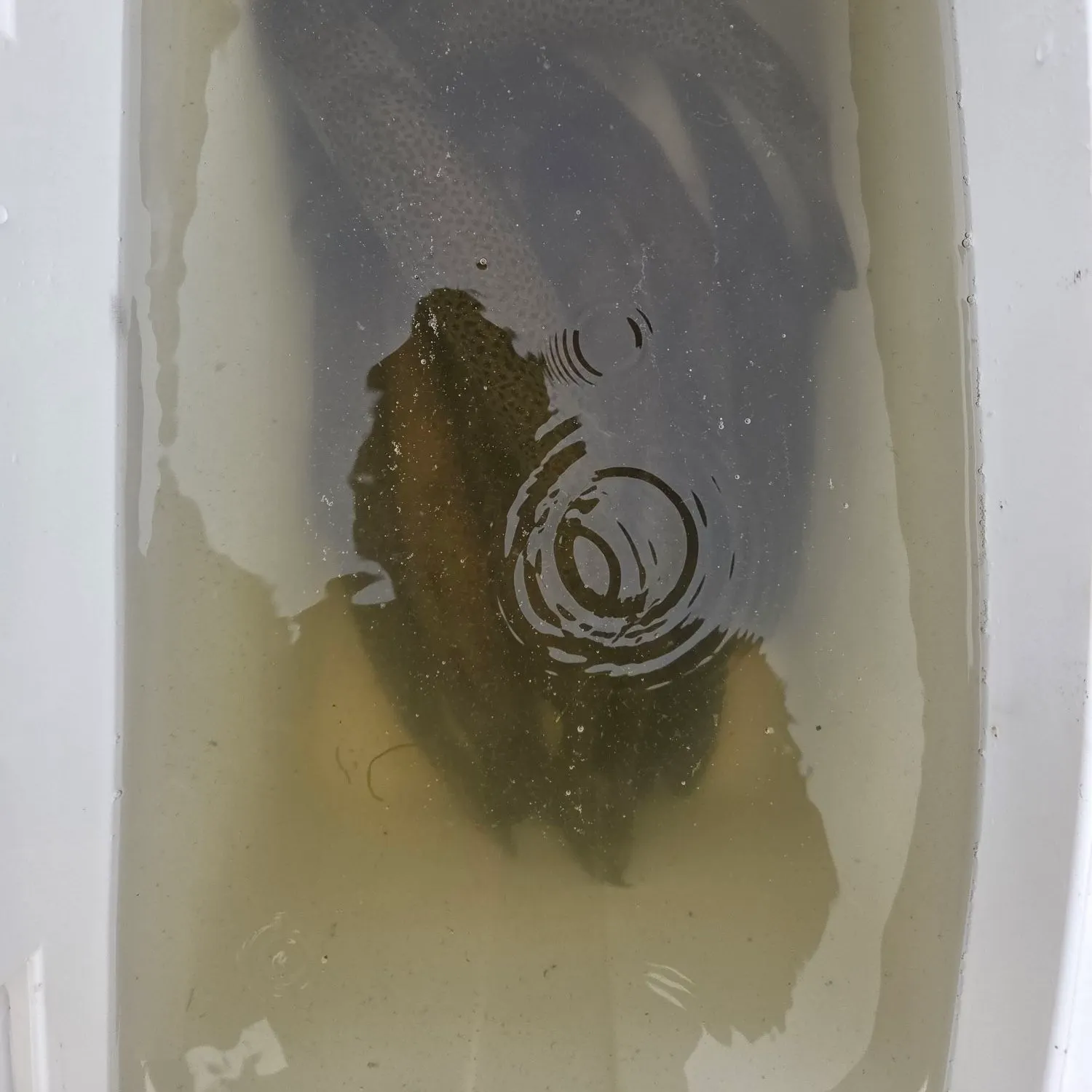 Brown trout caught on Fishbrain
