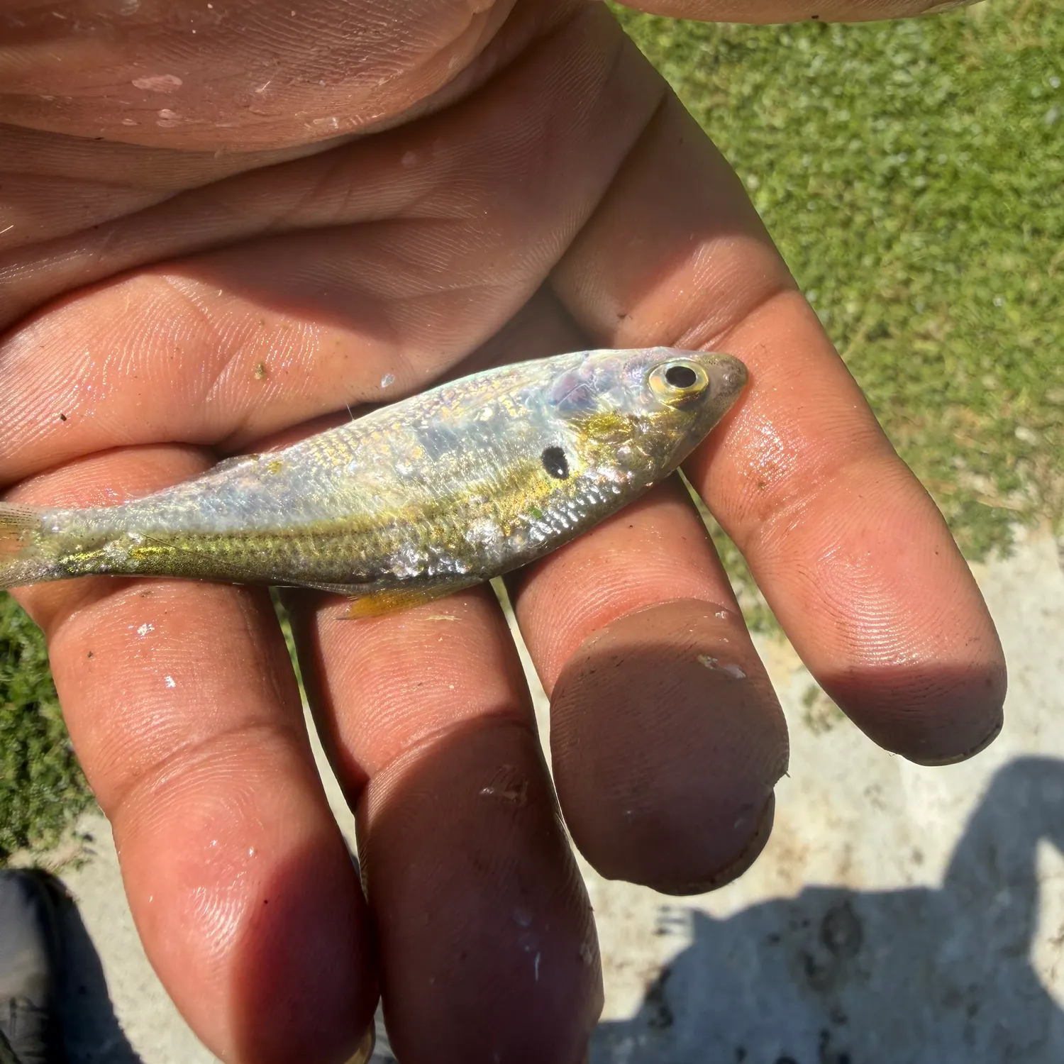 The most recent American shad catches on Fishbrain