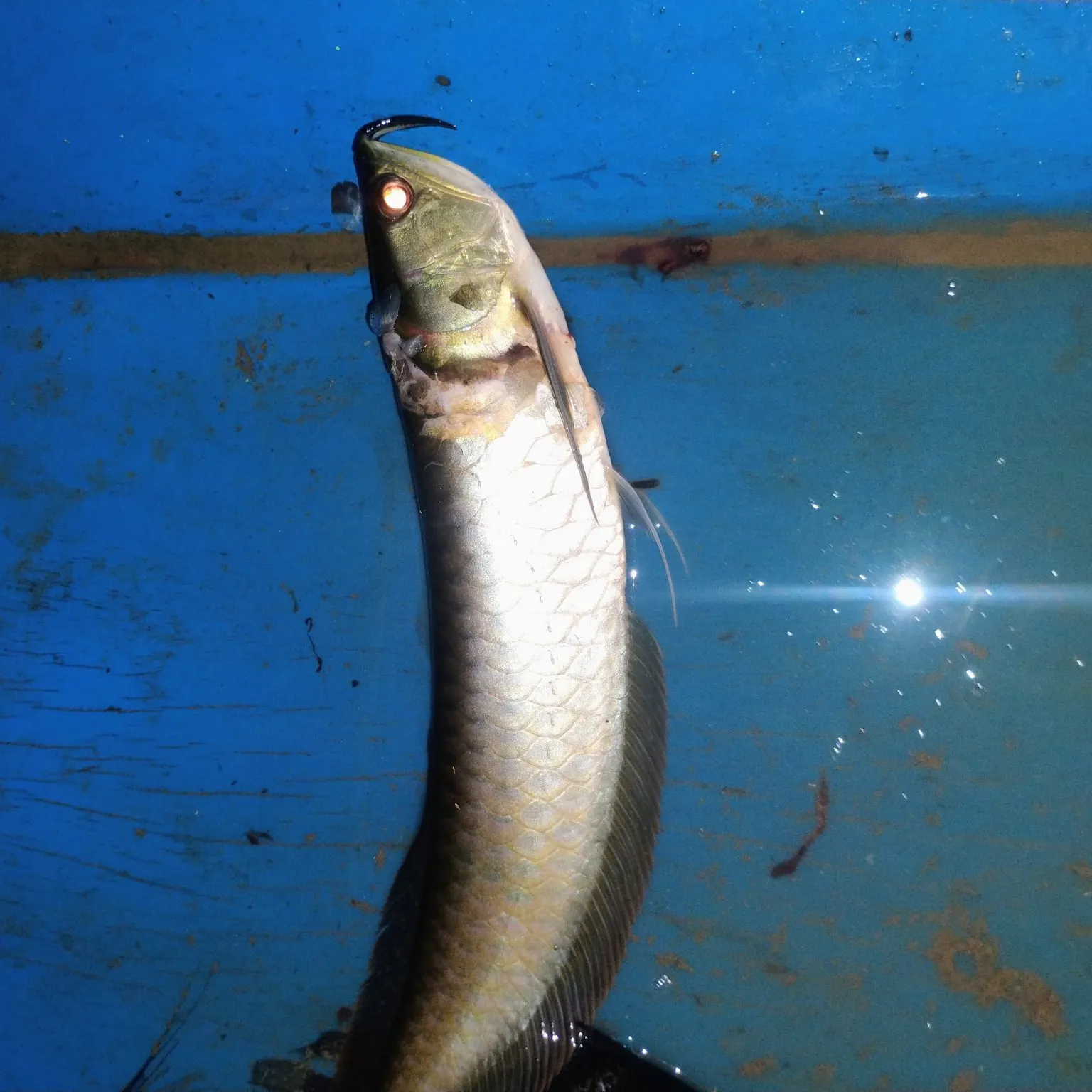 The most recent Silver arowana catches on Fishbrain