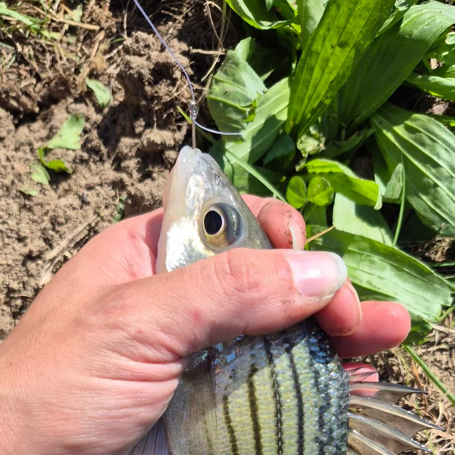 Yellow bass caught on Fishbrain