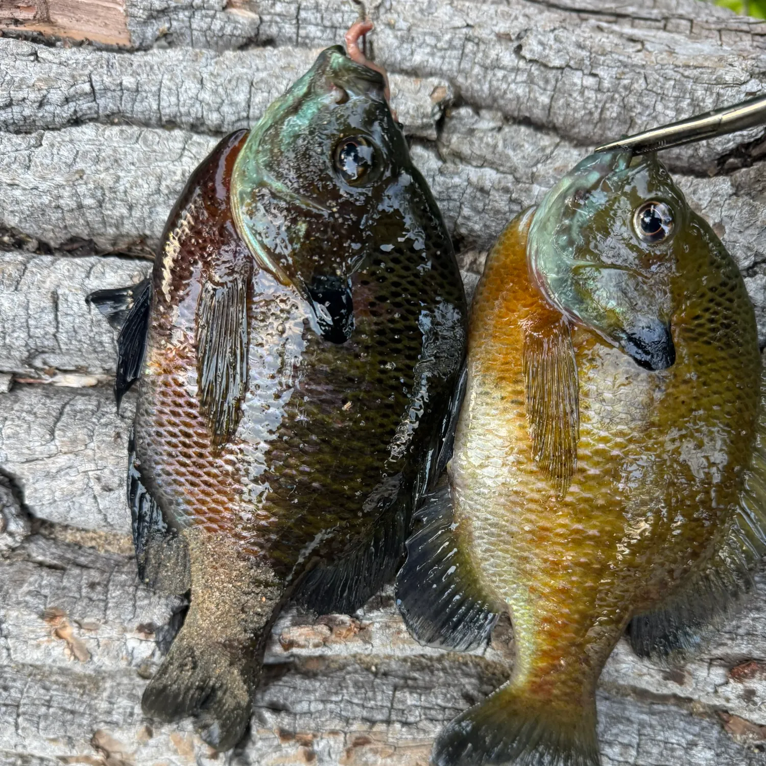 recently logged catches