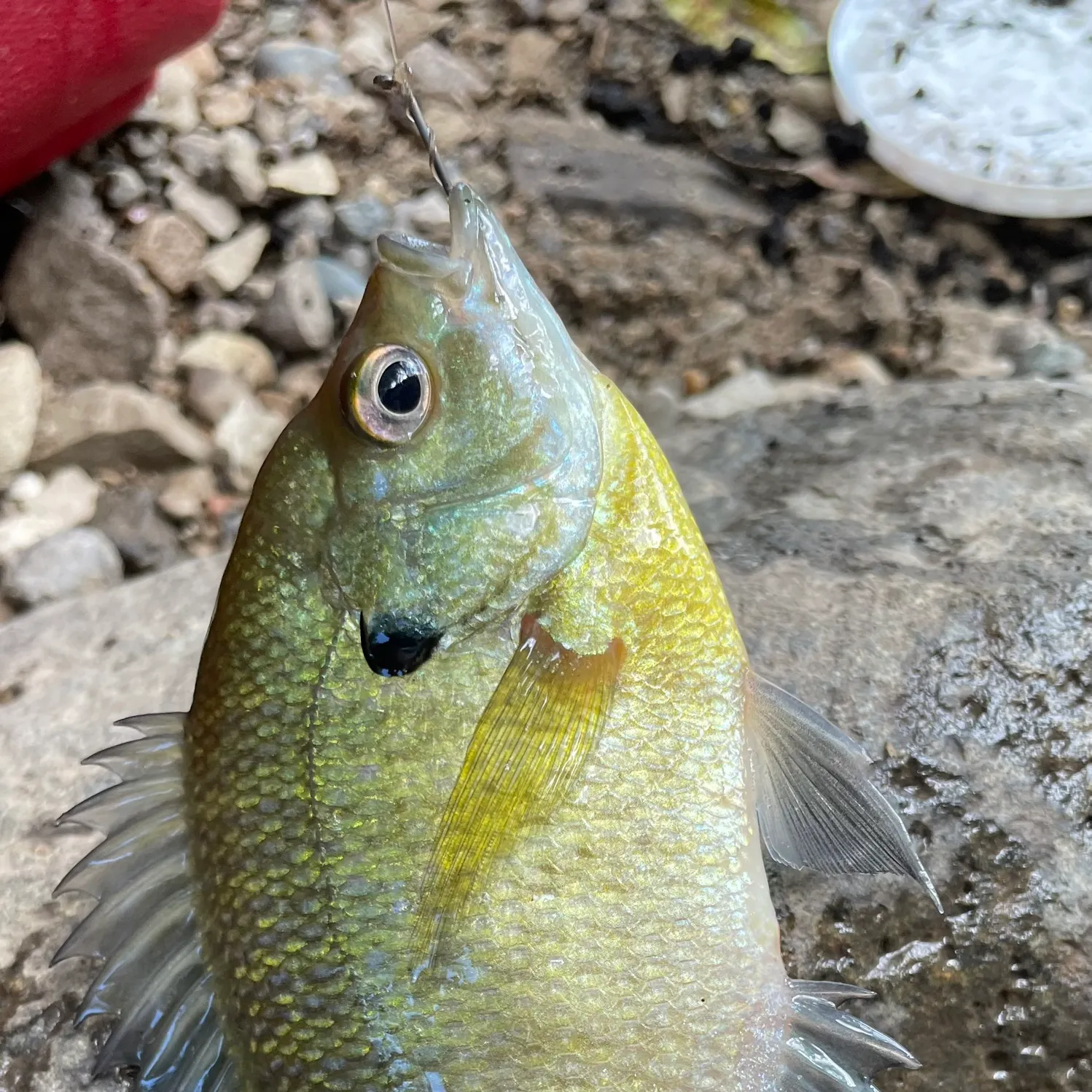 Bluegill caught on Fishbrain