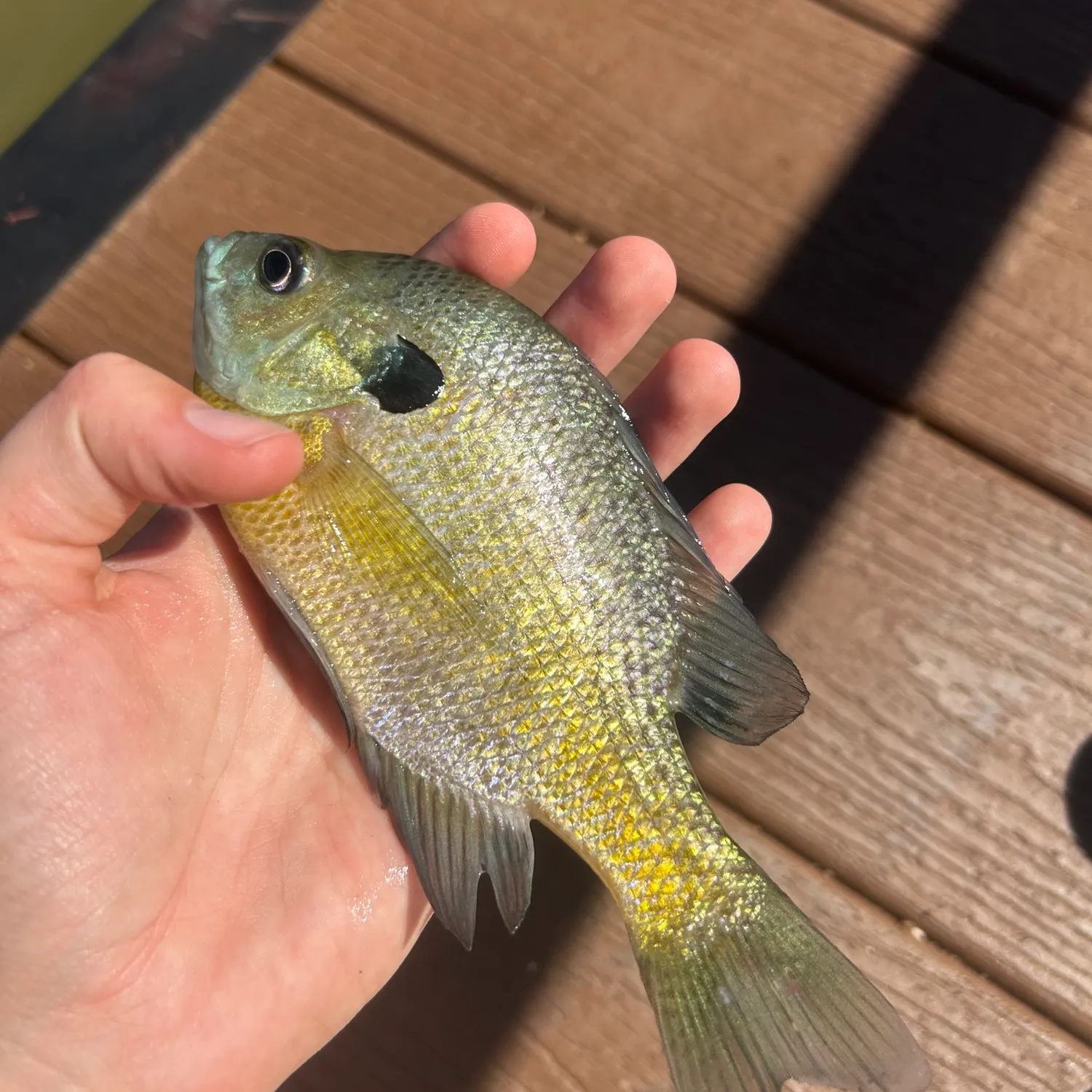 Bluegill caught on Fishbrain