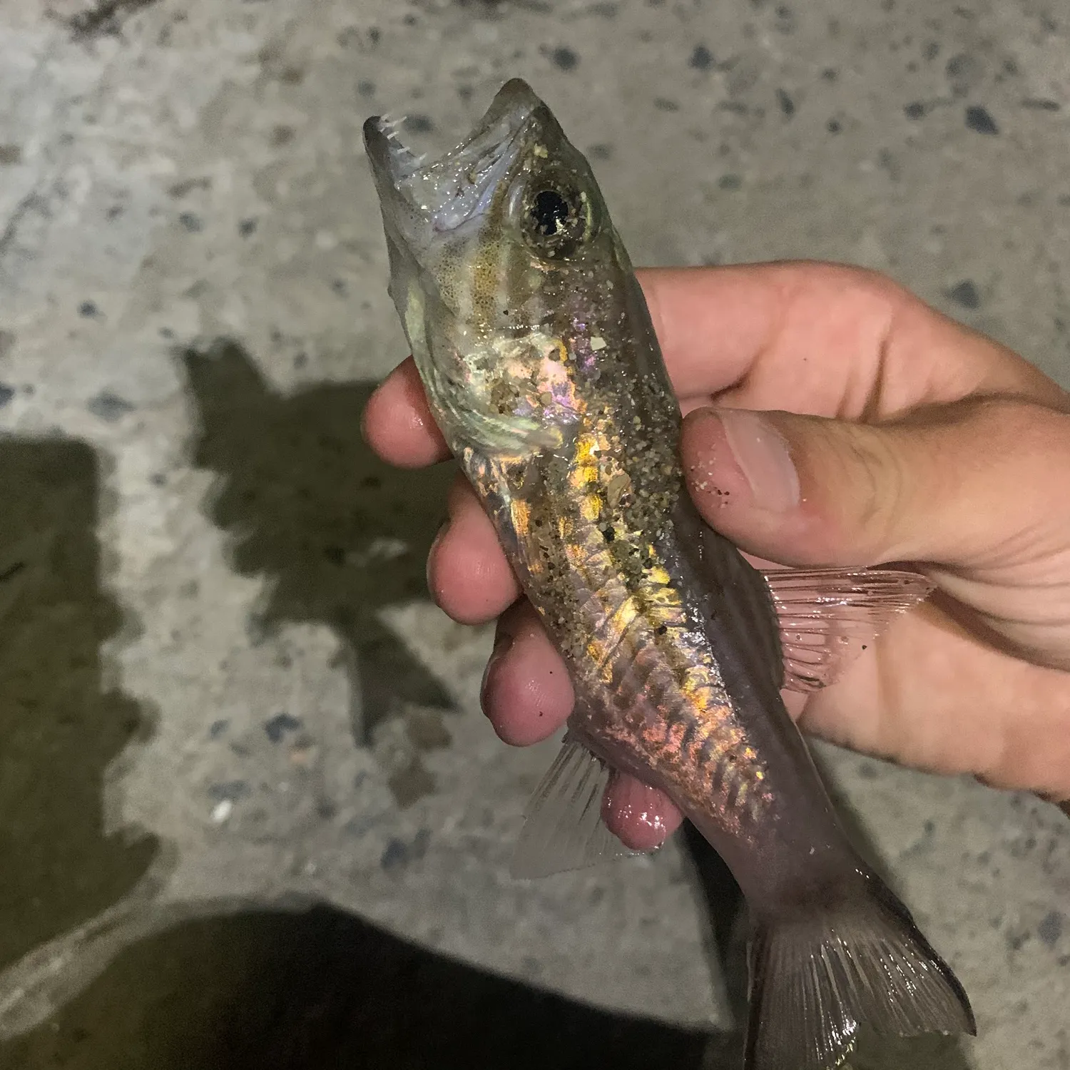 The most recent Wolf cardinalfish catches on Fishbrain