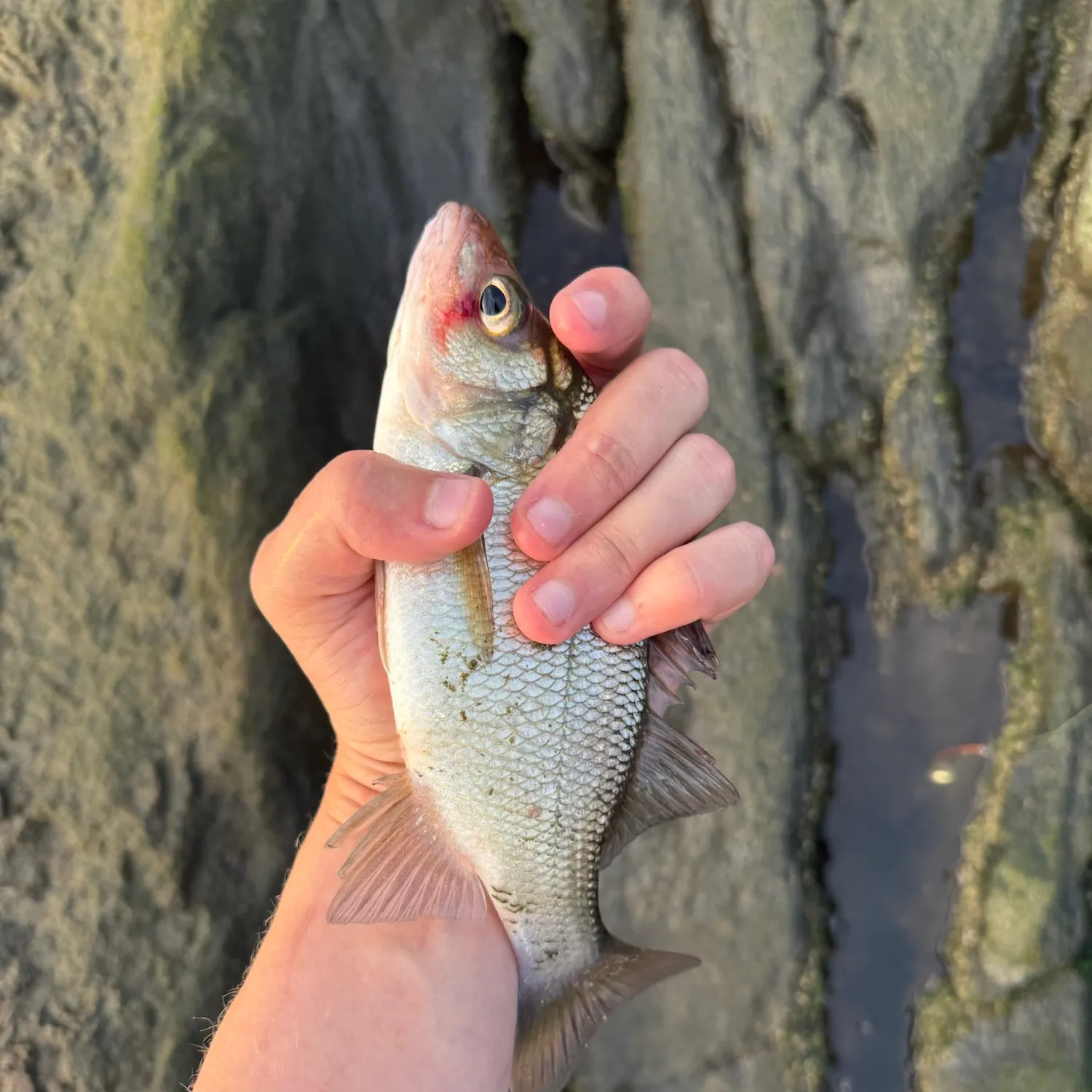 White perch caught on Fishbrain