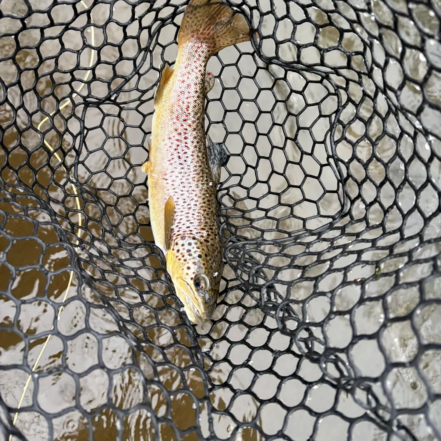 The most recent Brown trout catches on Fishbrain