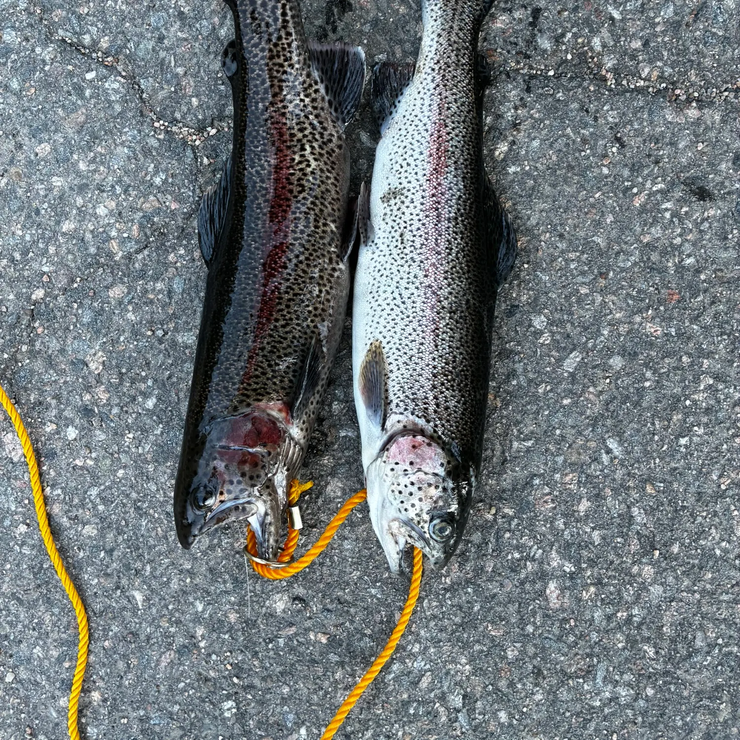 recently logged catches