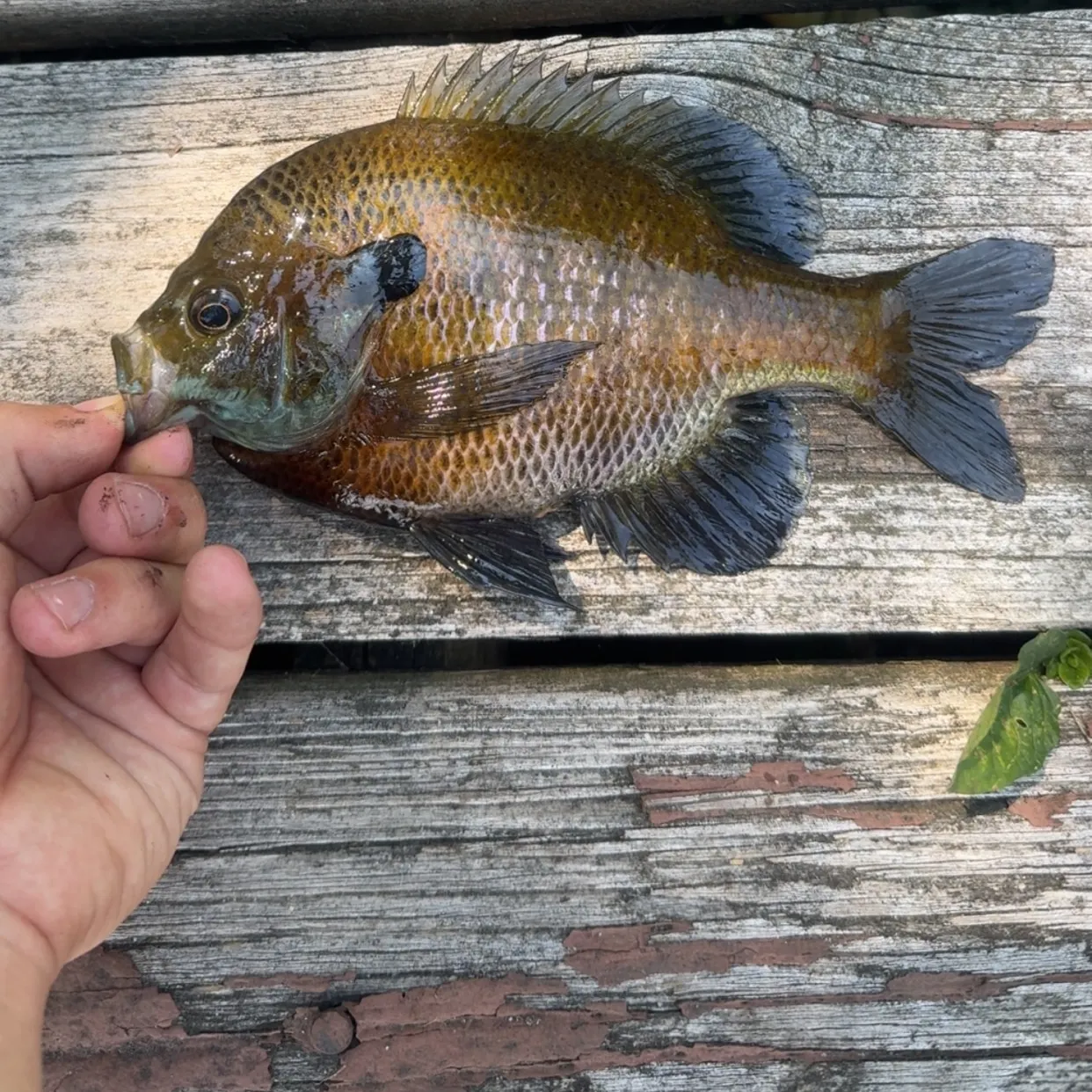 recently logged catches
