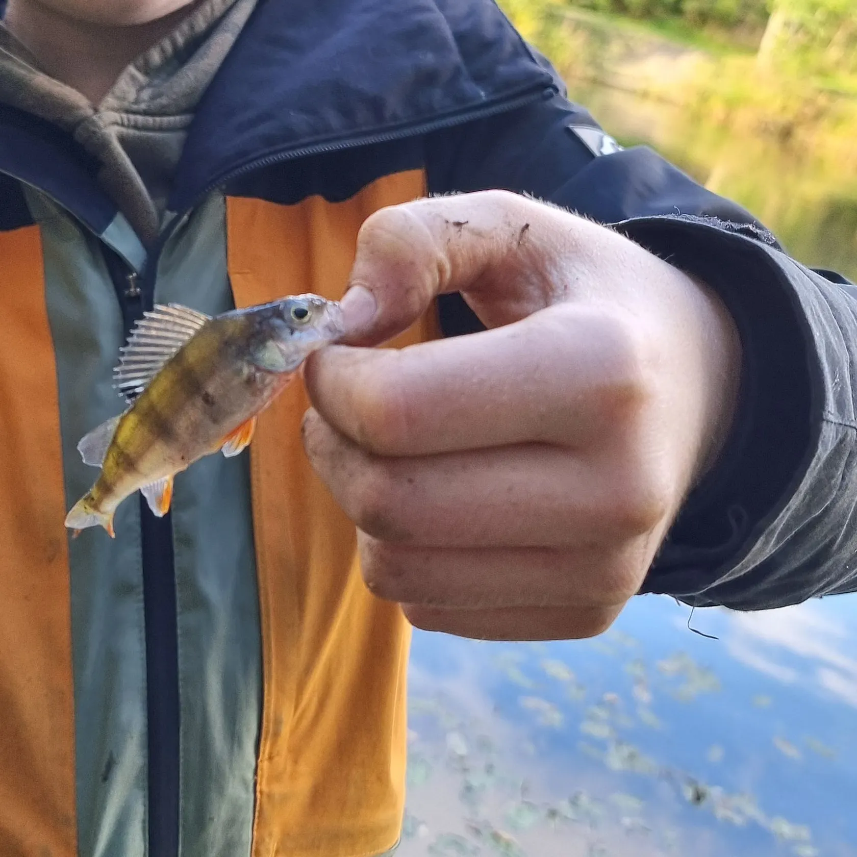 European perch caught on Fishbrain